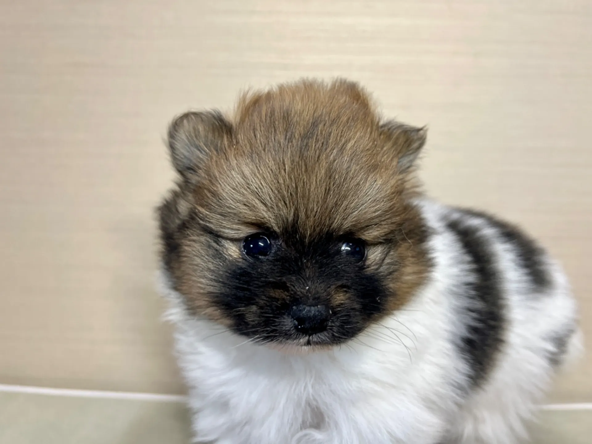 ポメラニアン(11/19)