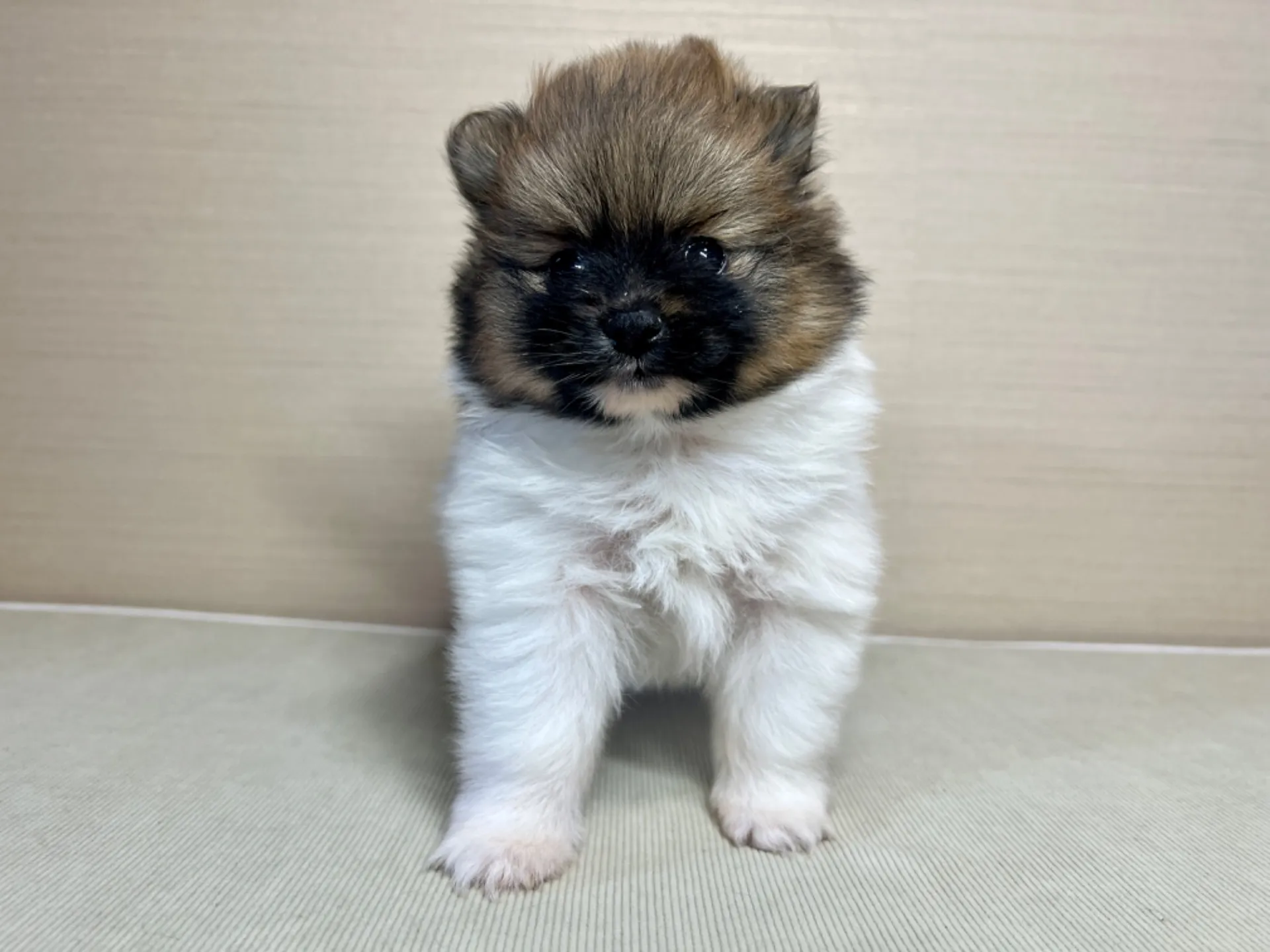 ポメラニアン(11/19)