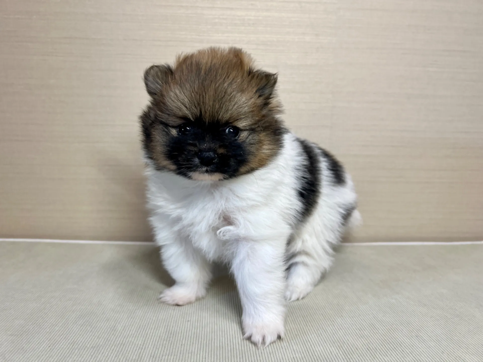 ポメラニアン(11/19)