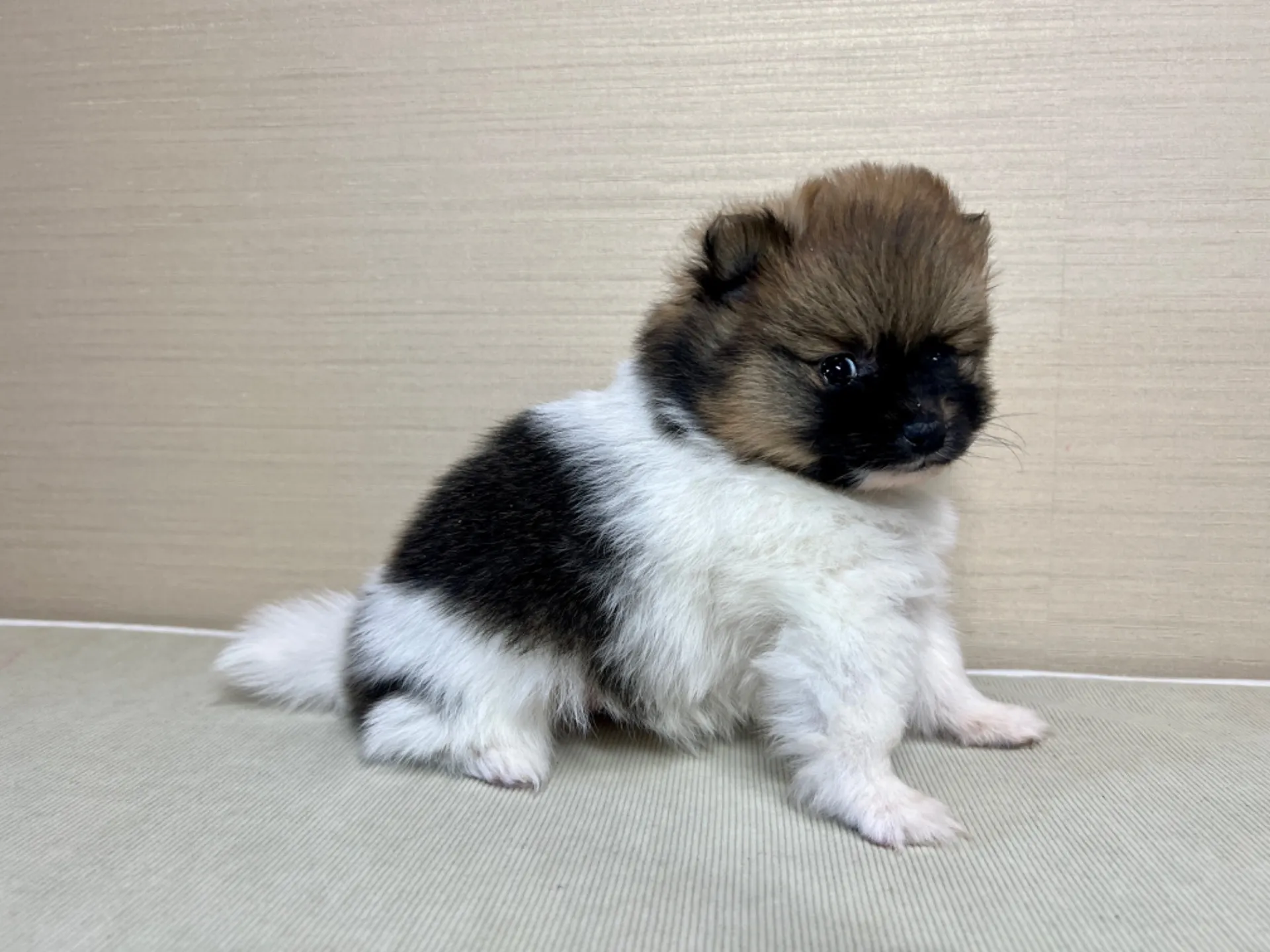 ポメラニアン(11/19)