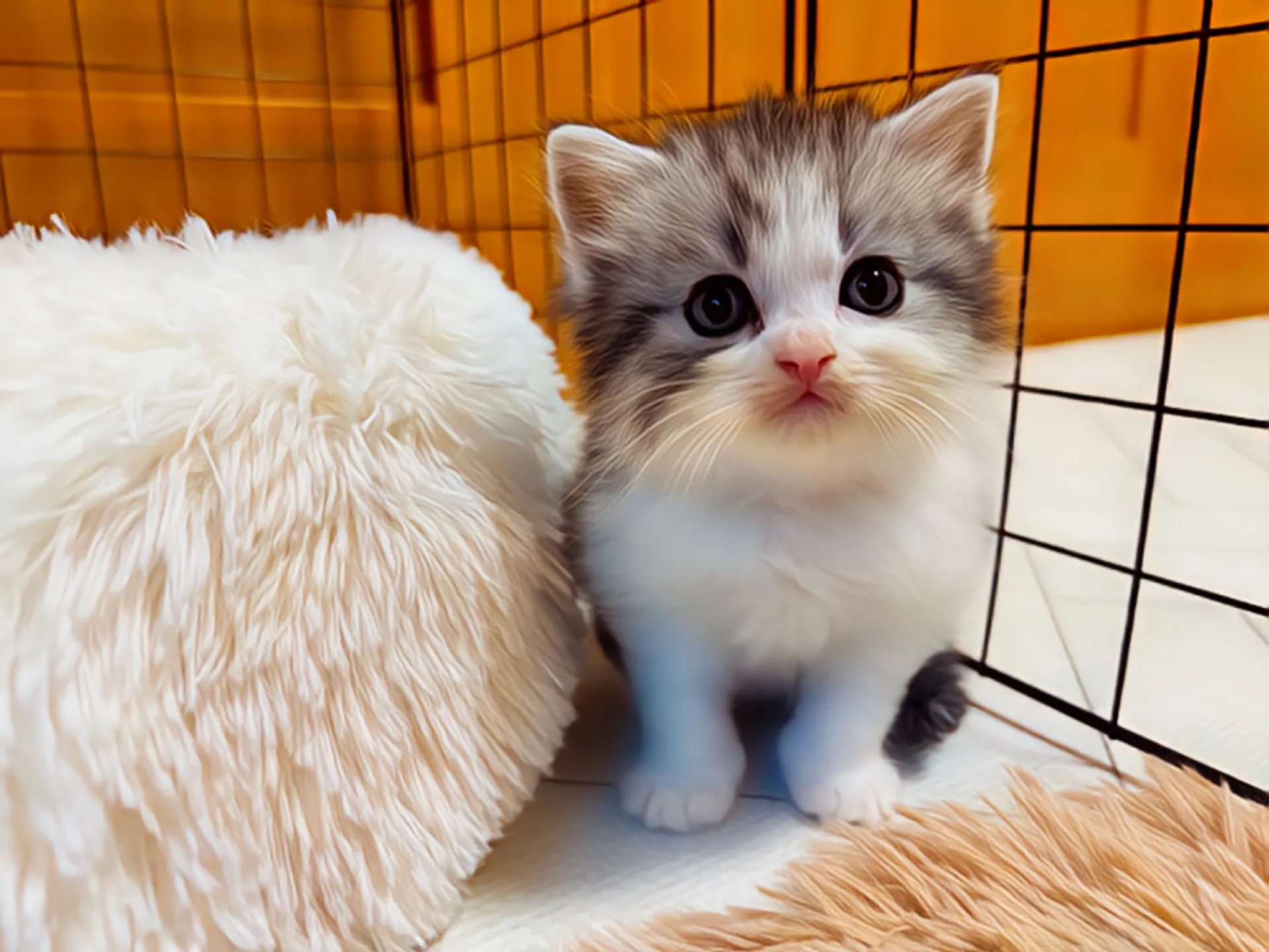 スコティッシュフォールド(12/15生)