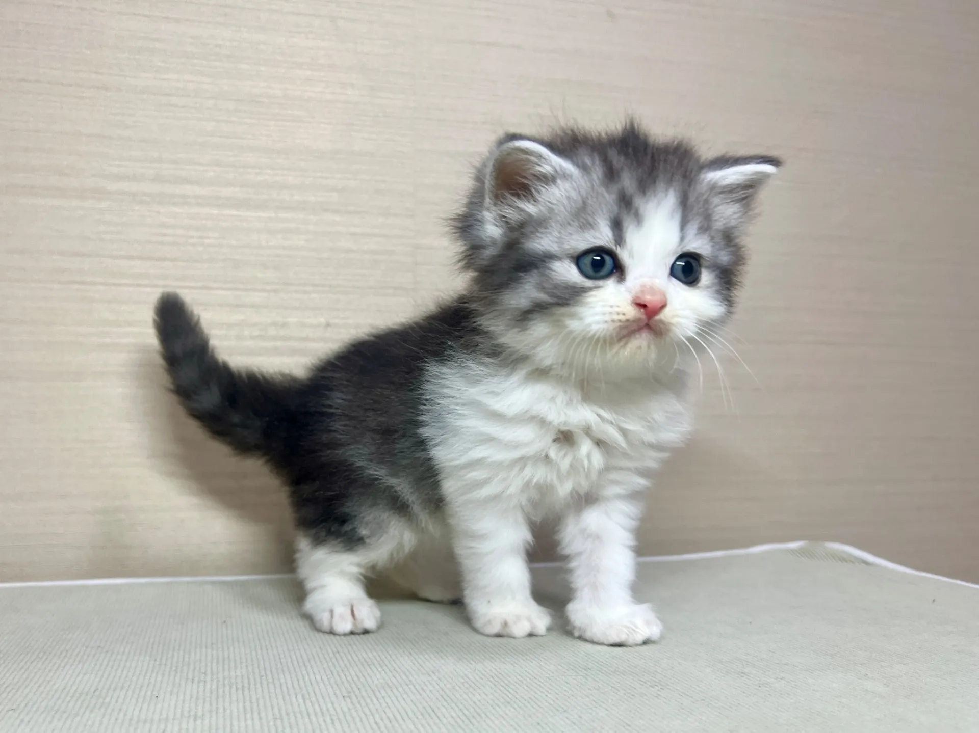 スコティッシュフォールド(12/15生)