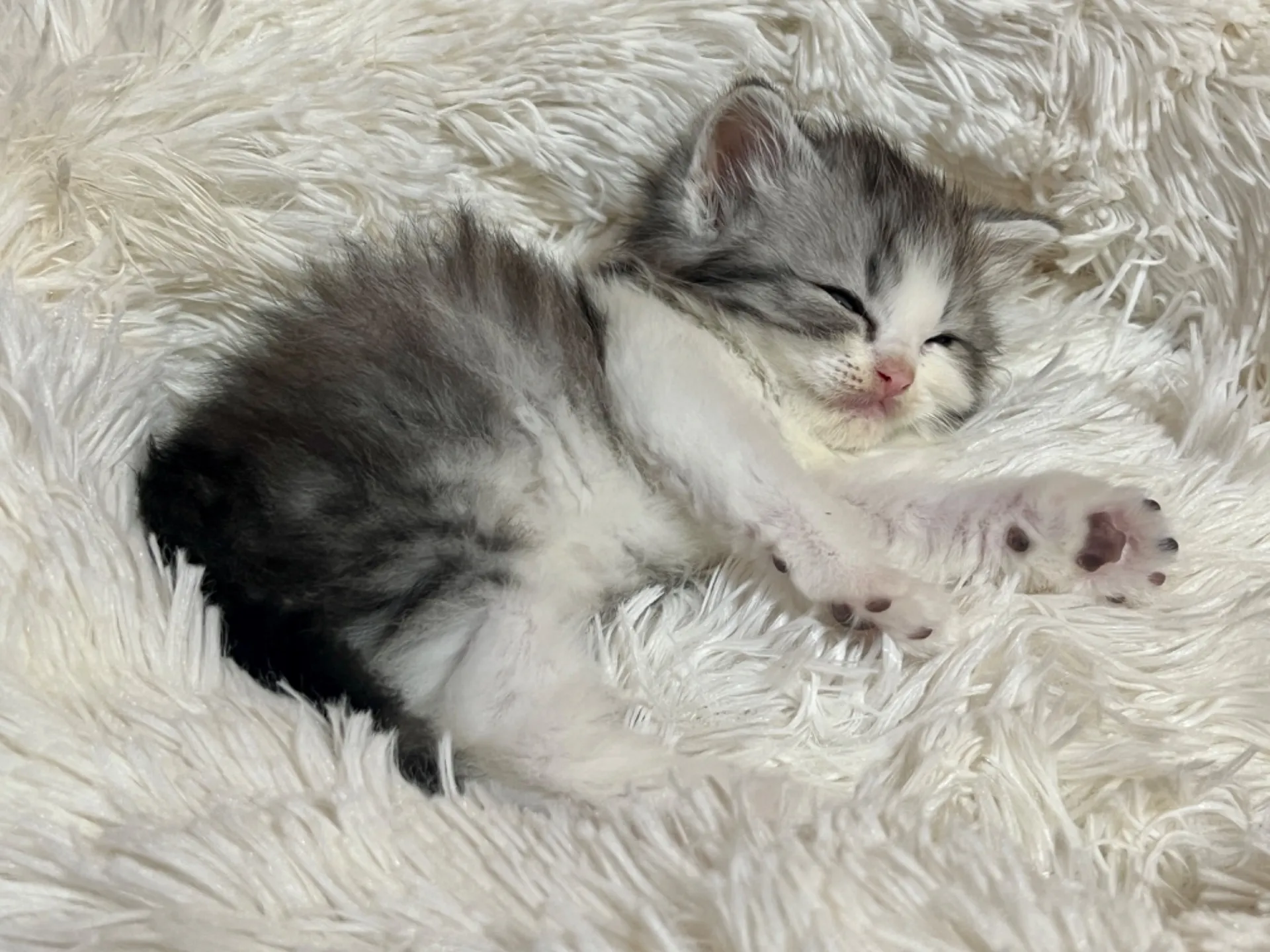 スコティッシュフォールド(12/15生)