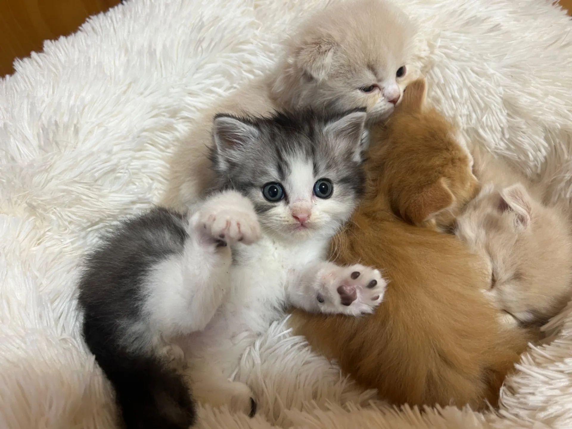 スコティッシュフォールド(12/15生)