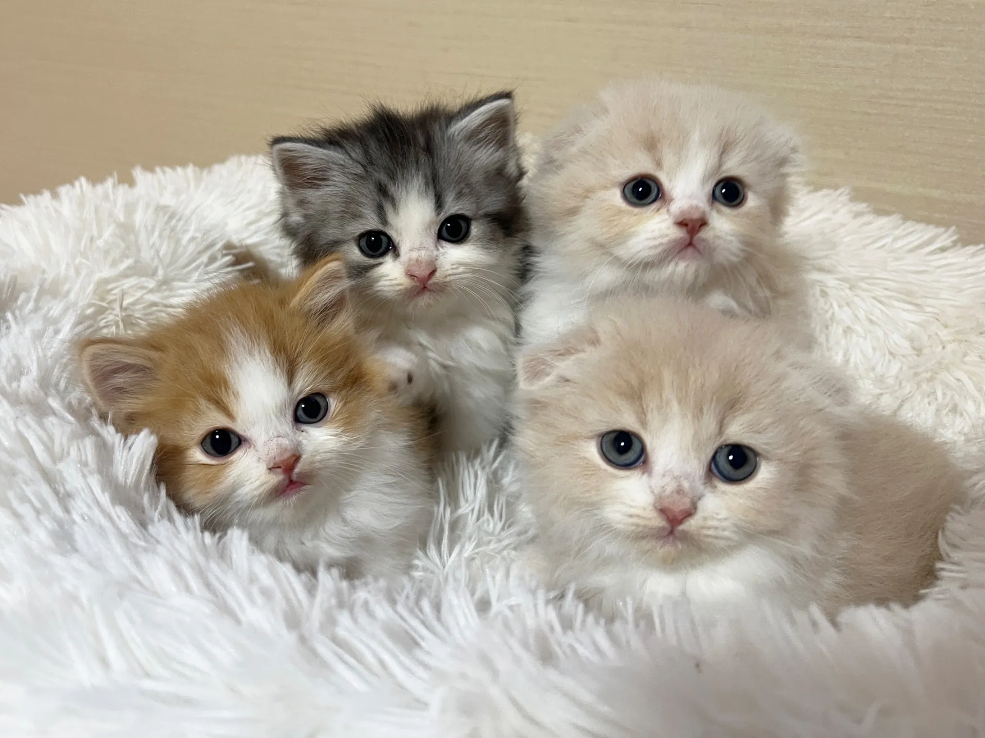 スコティッシュフォールド(12/15生)