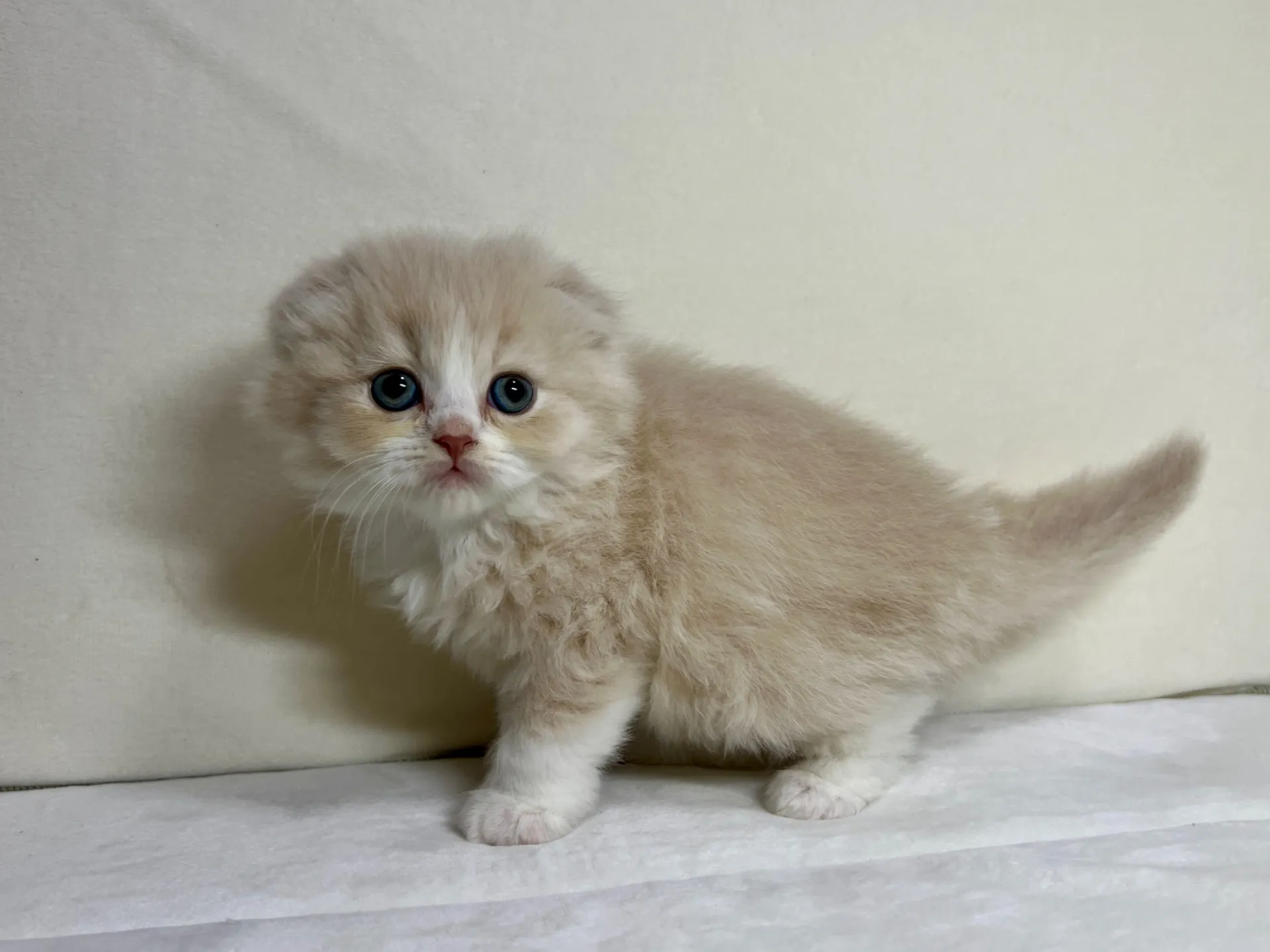 スコティッシュフォールド(12/15生)