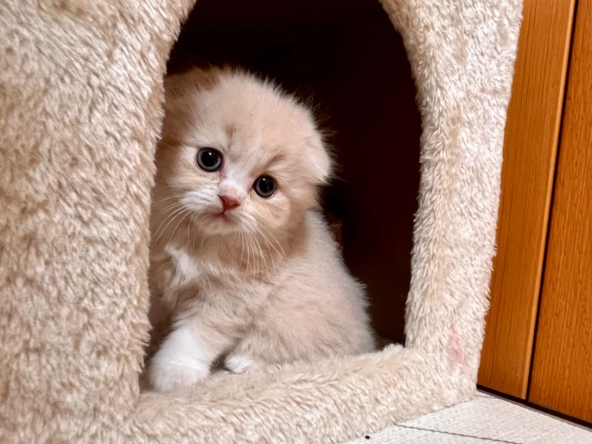 スコティッシュフォールド(12/15生)