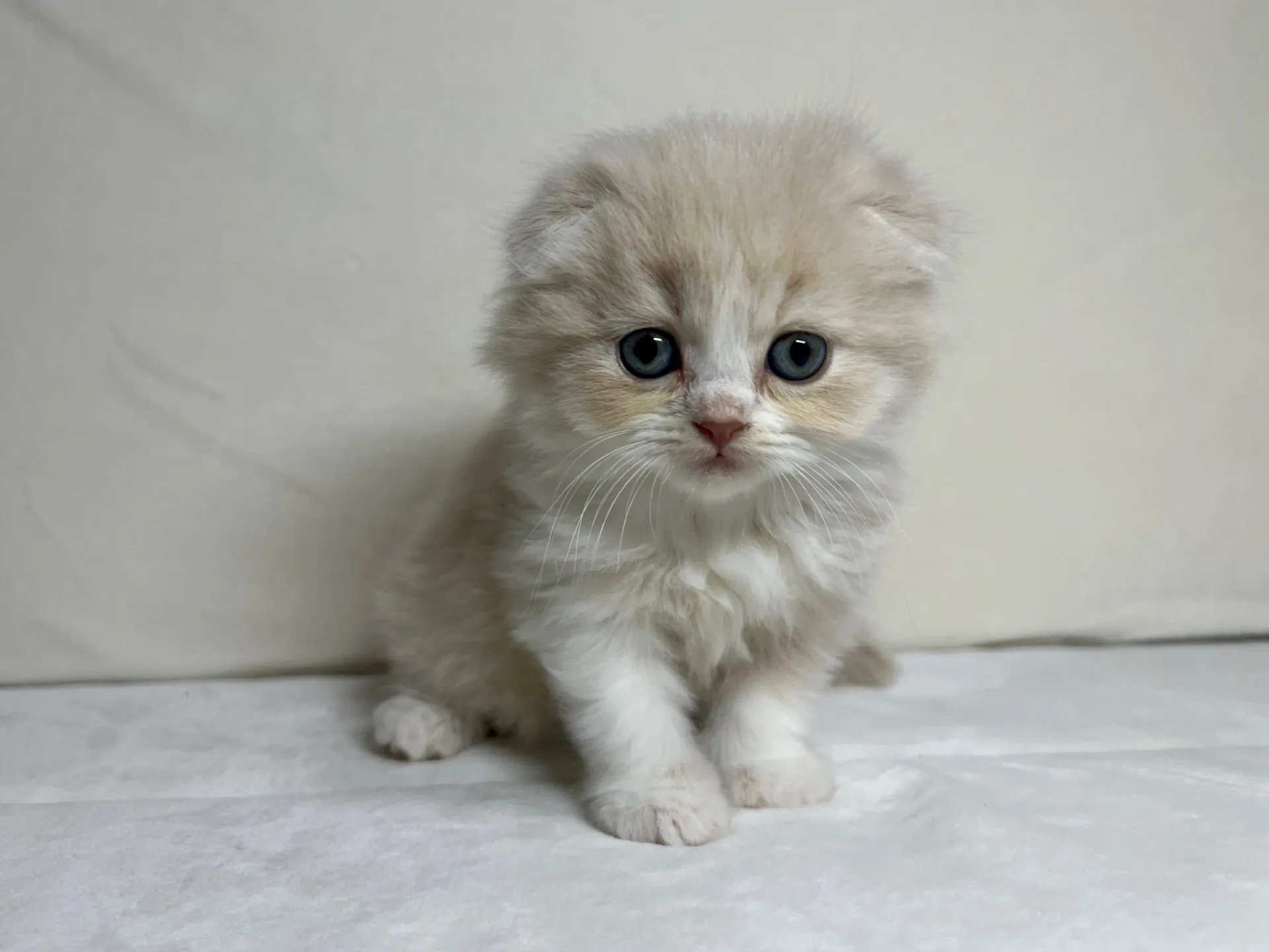 スコティッシュフォールド(12/15生)