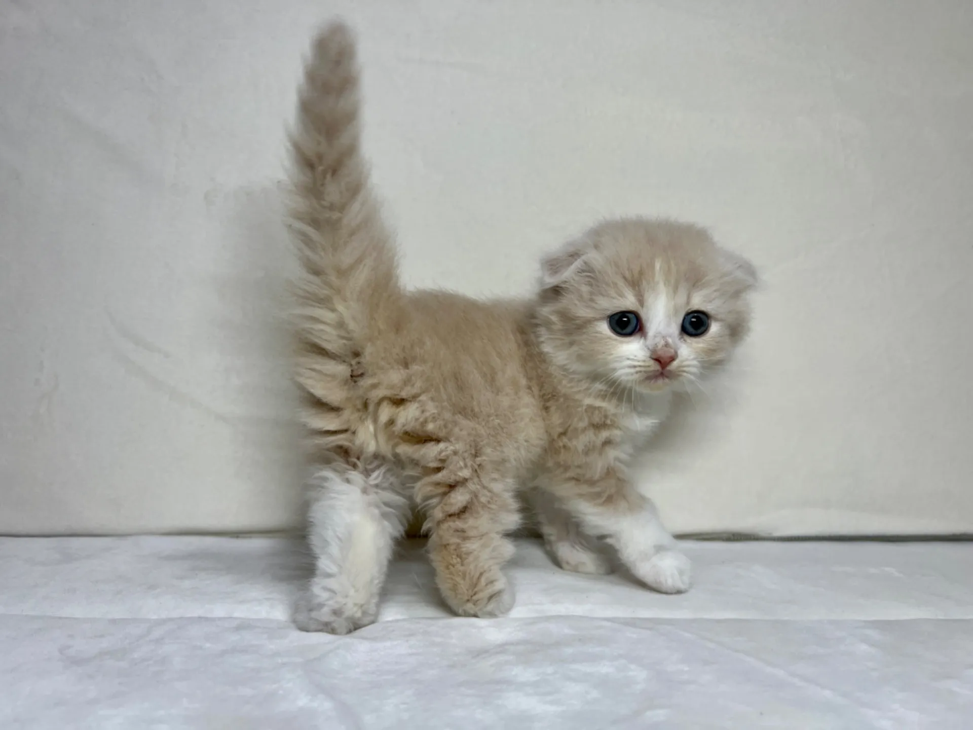 スコティッシュフォールド(12/15生)