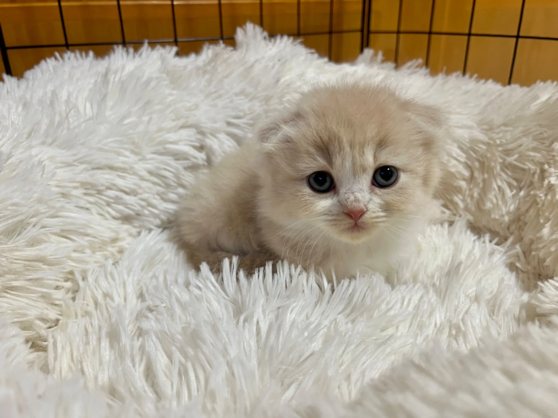 スコティッシュフォールド(12/15生)