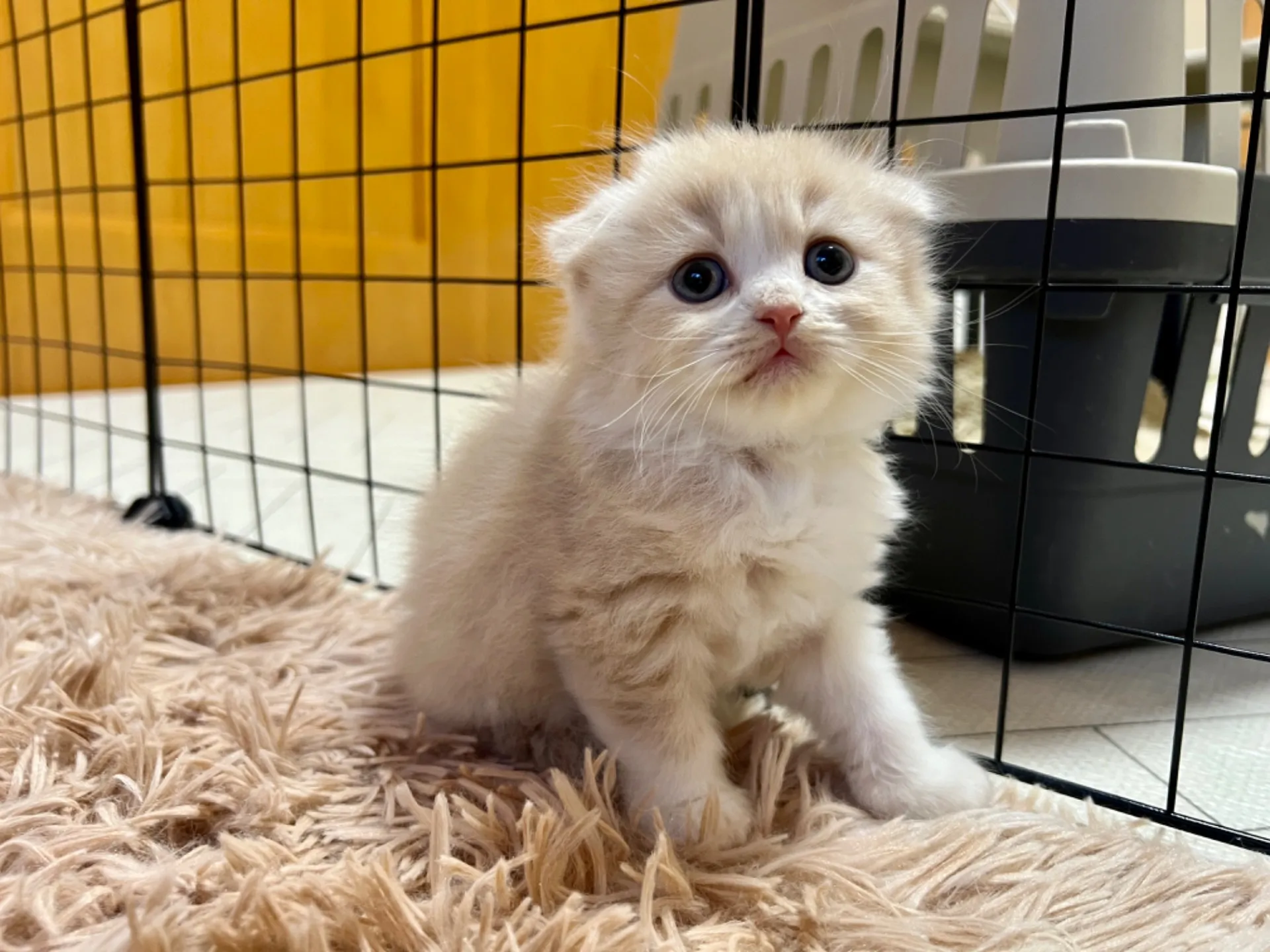 スコティッシュフォールド(12/15生)