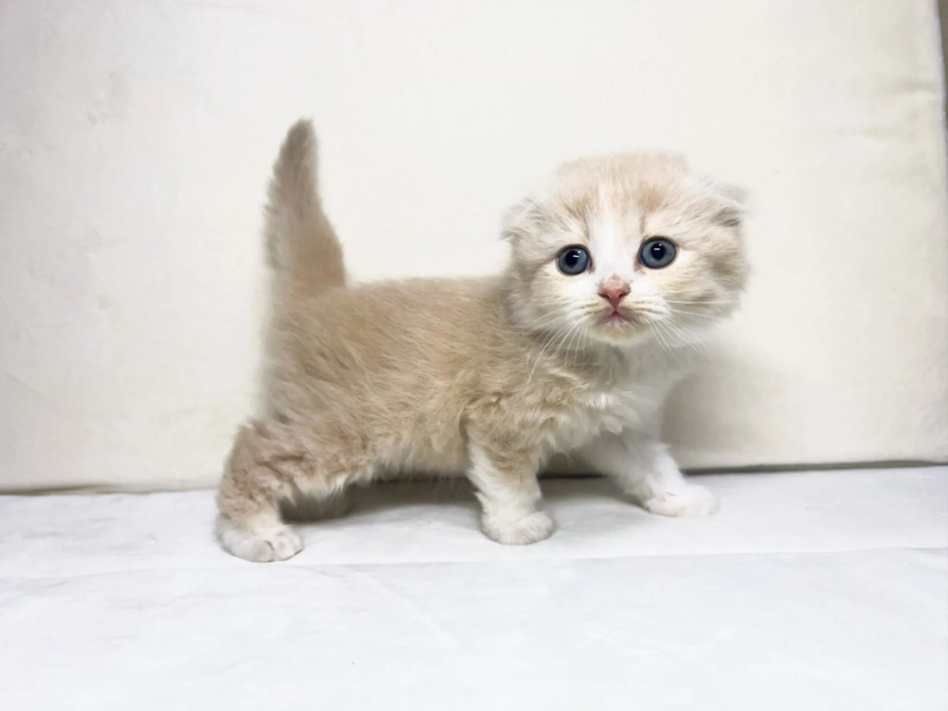 スコティッシュフォールド(12/15生)