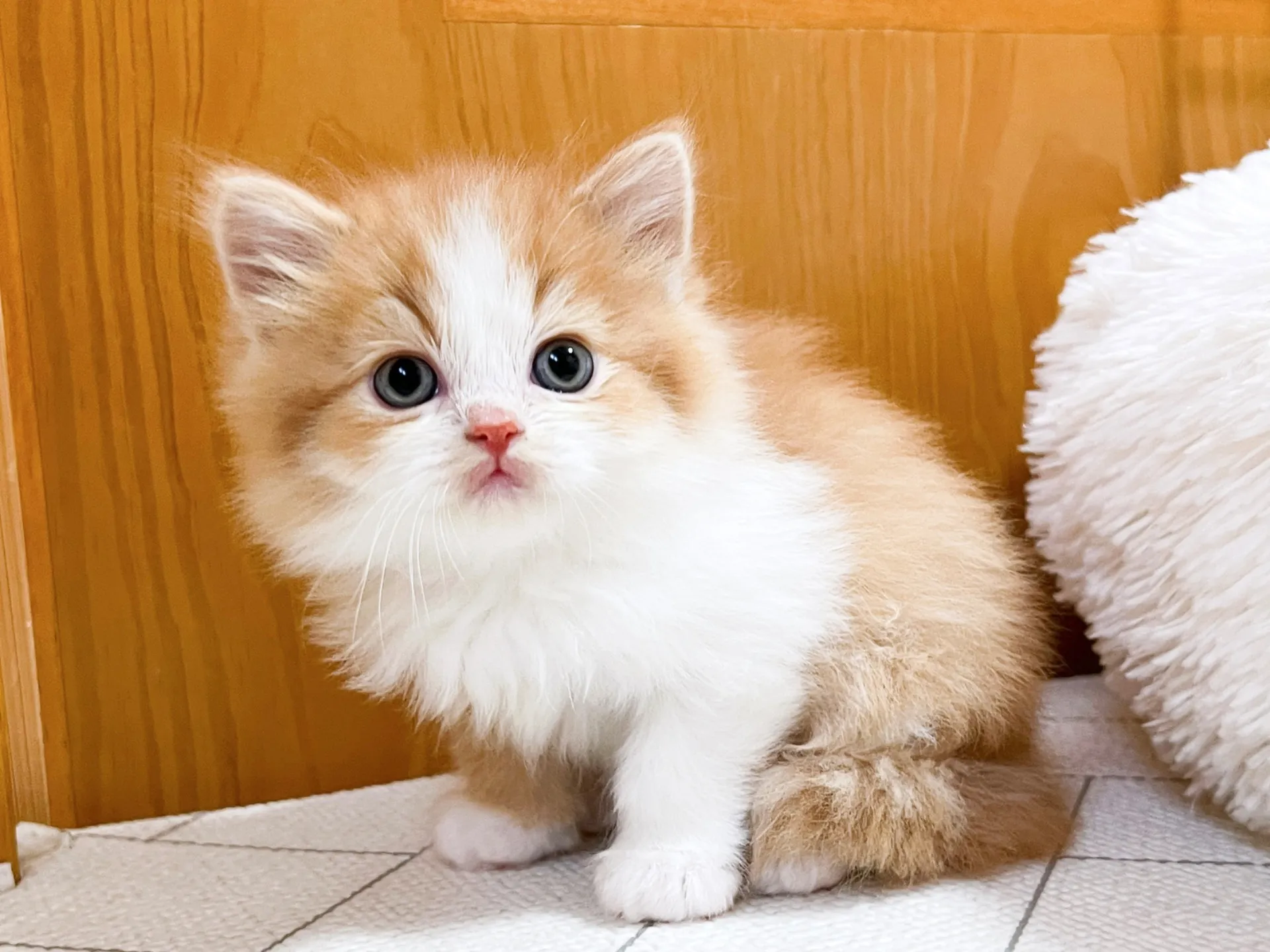 スコティッシュフォールド(12/15生)