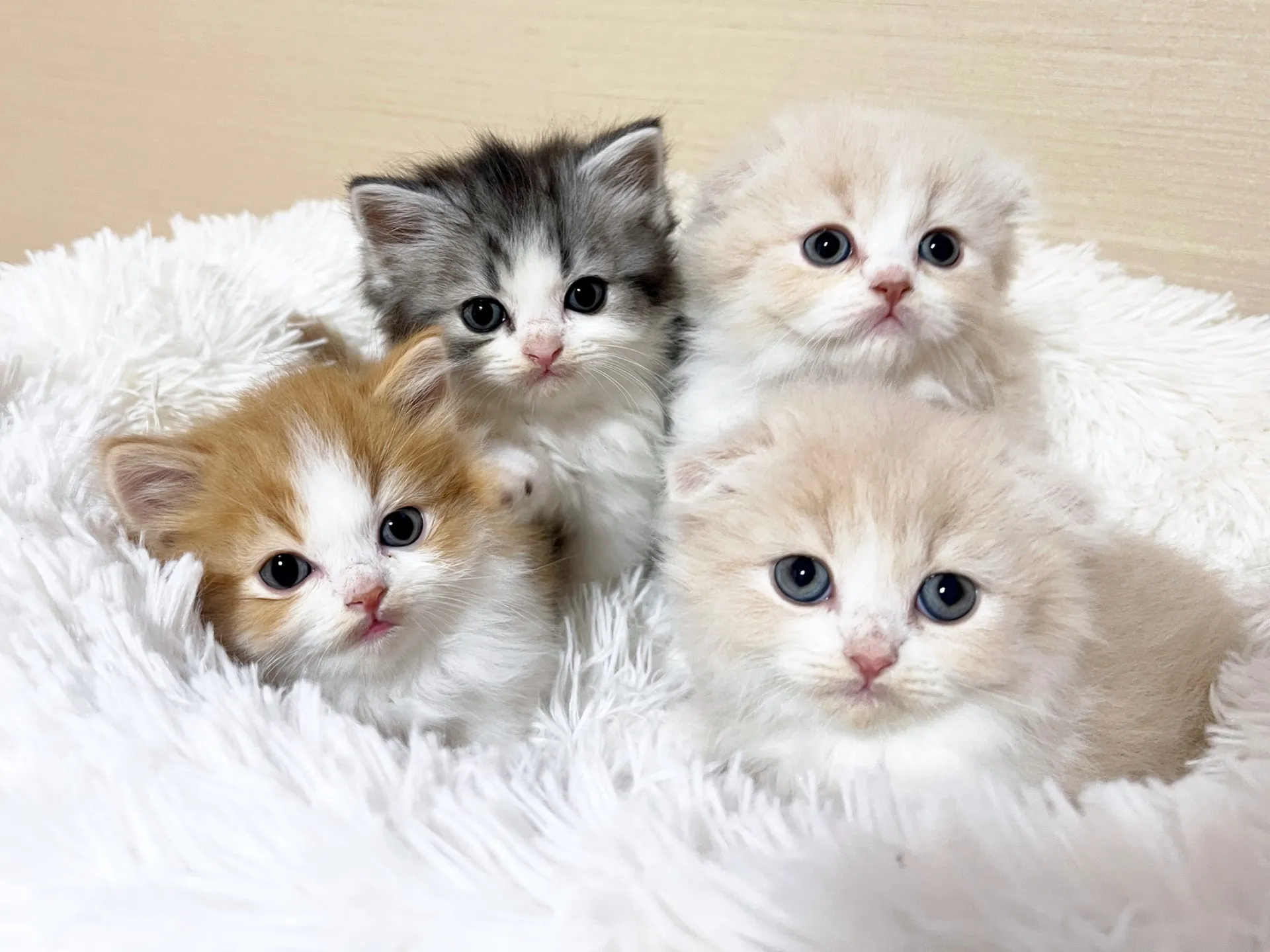 スコティッシュフォールド(12/15生)