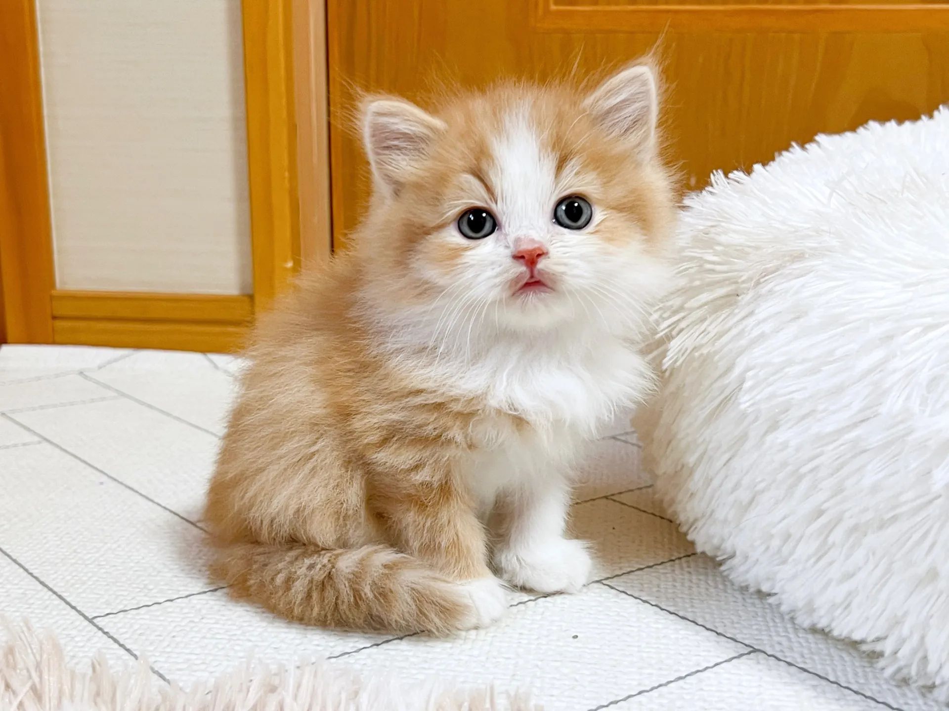 スコティッシュフォールド(12/15生)