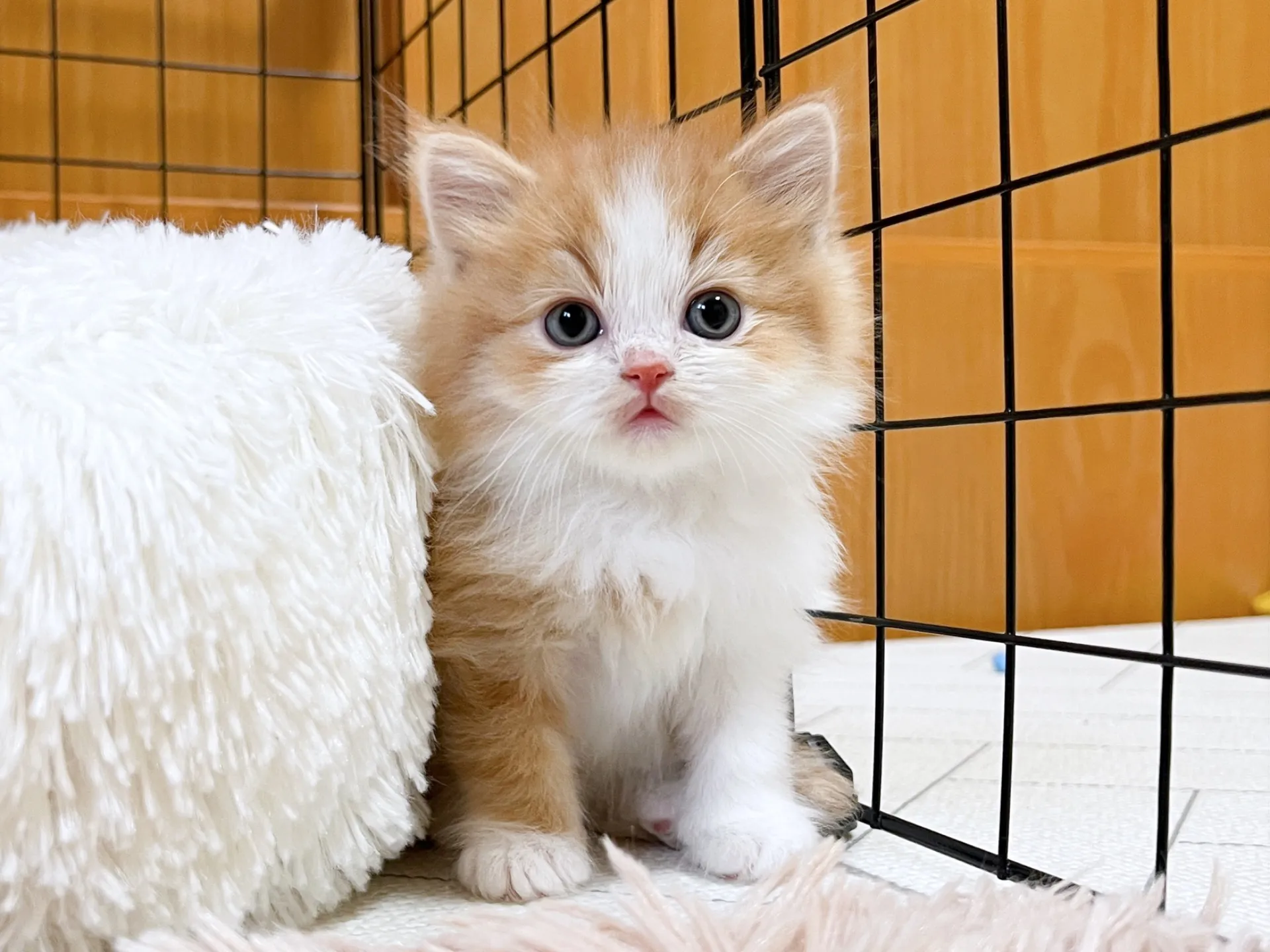 スコティッシュフォールド(12/15生)