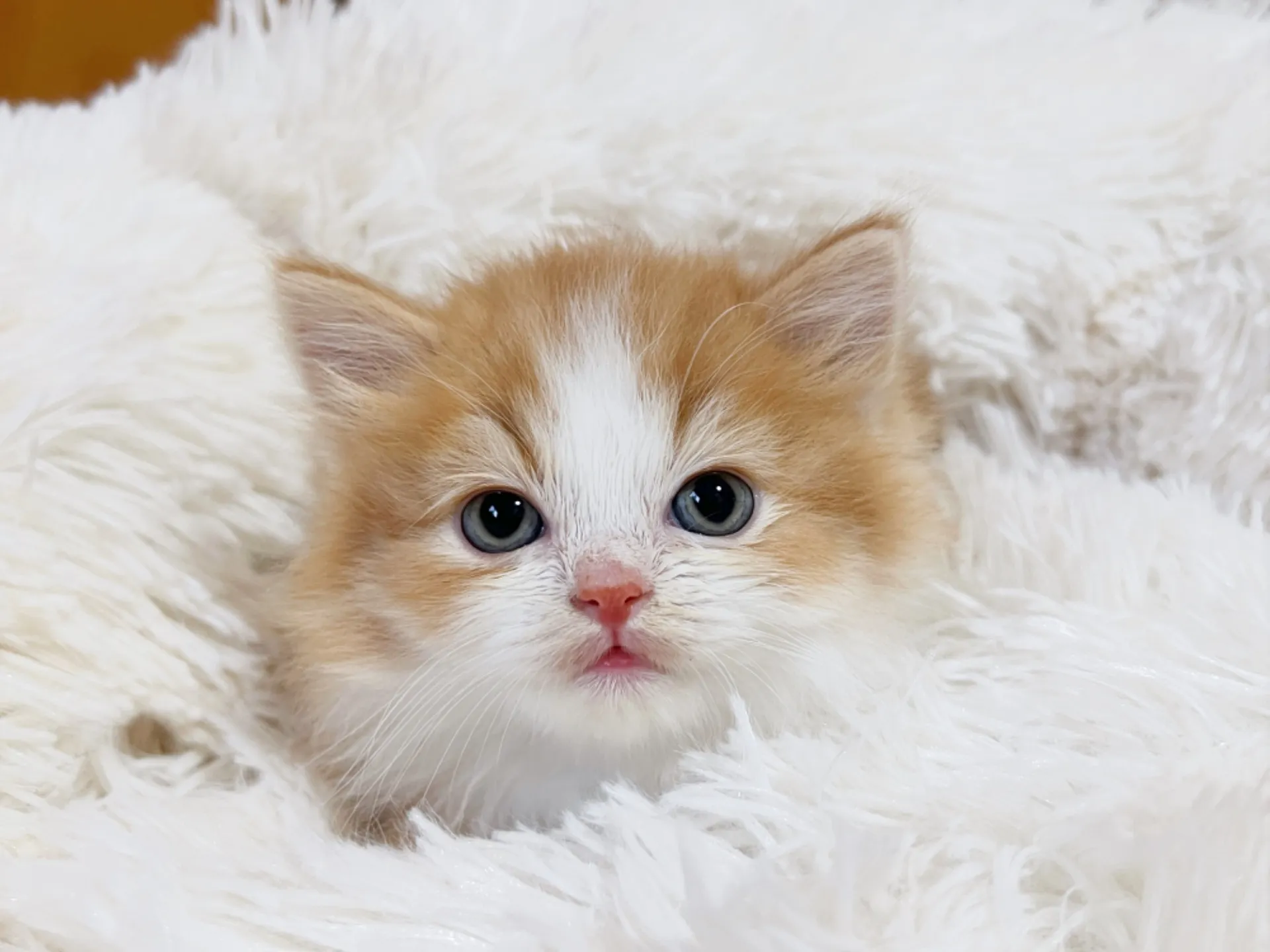 スコティッシュフォールド(12/15生)