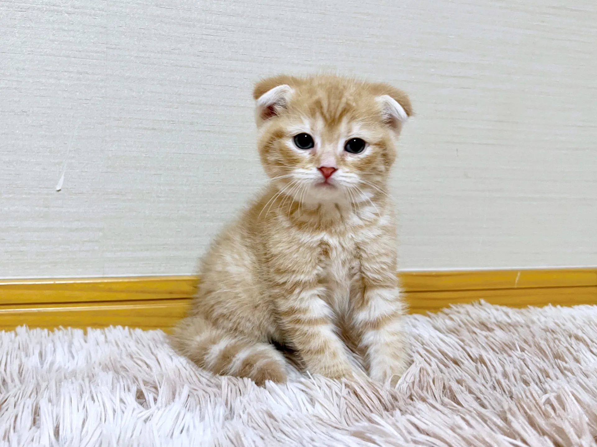 スコティッシュフォールド(12/1生)