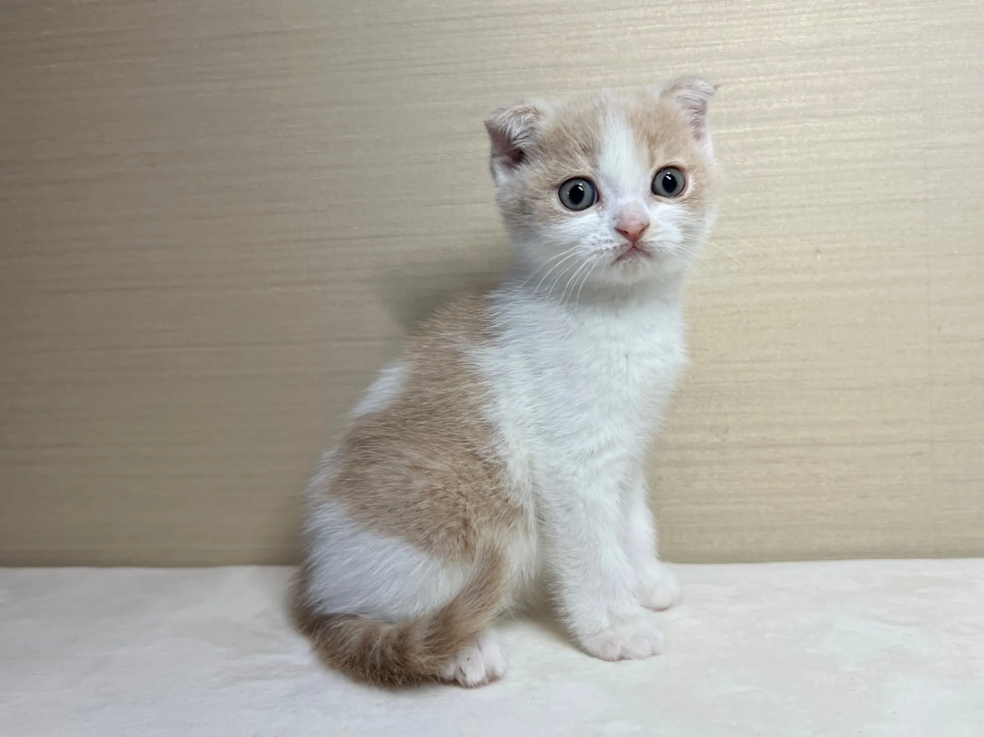 スコティッシュフォールド(12/29生)