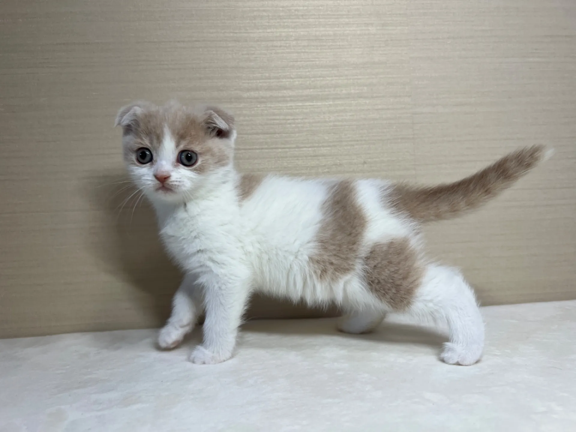 スコティッシュフォールド(12/29生)