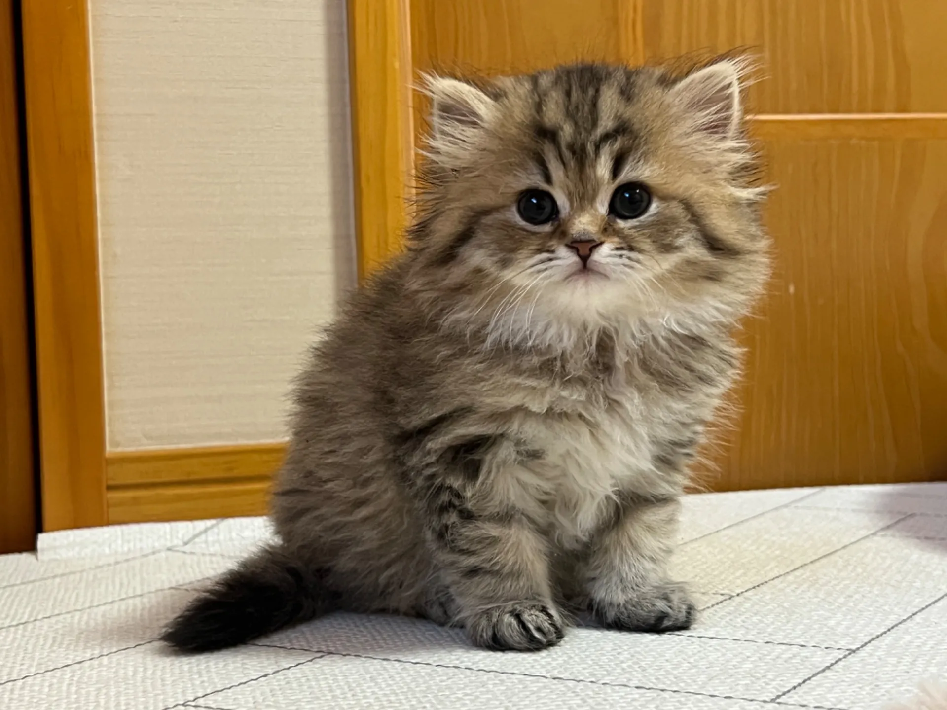 スコティッシュフォールド(12/23生)