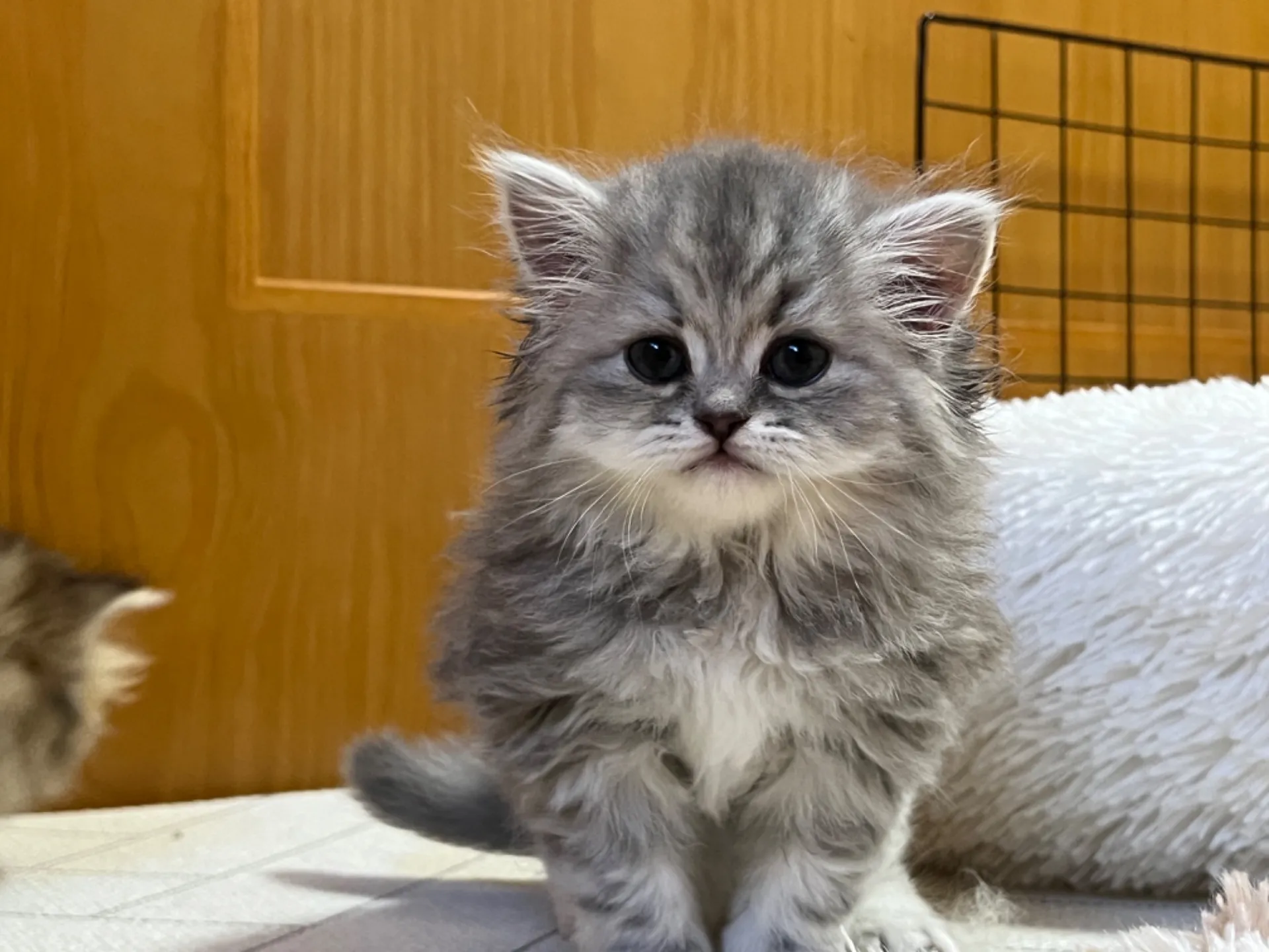 スコティッシュフォールド(12/23生)