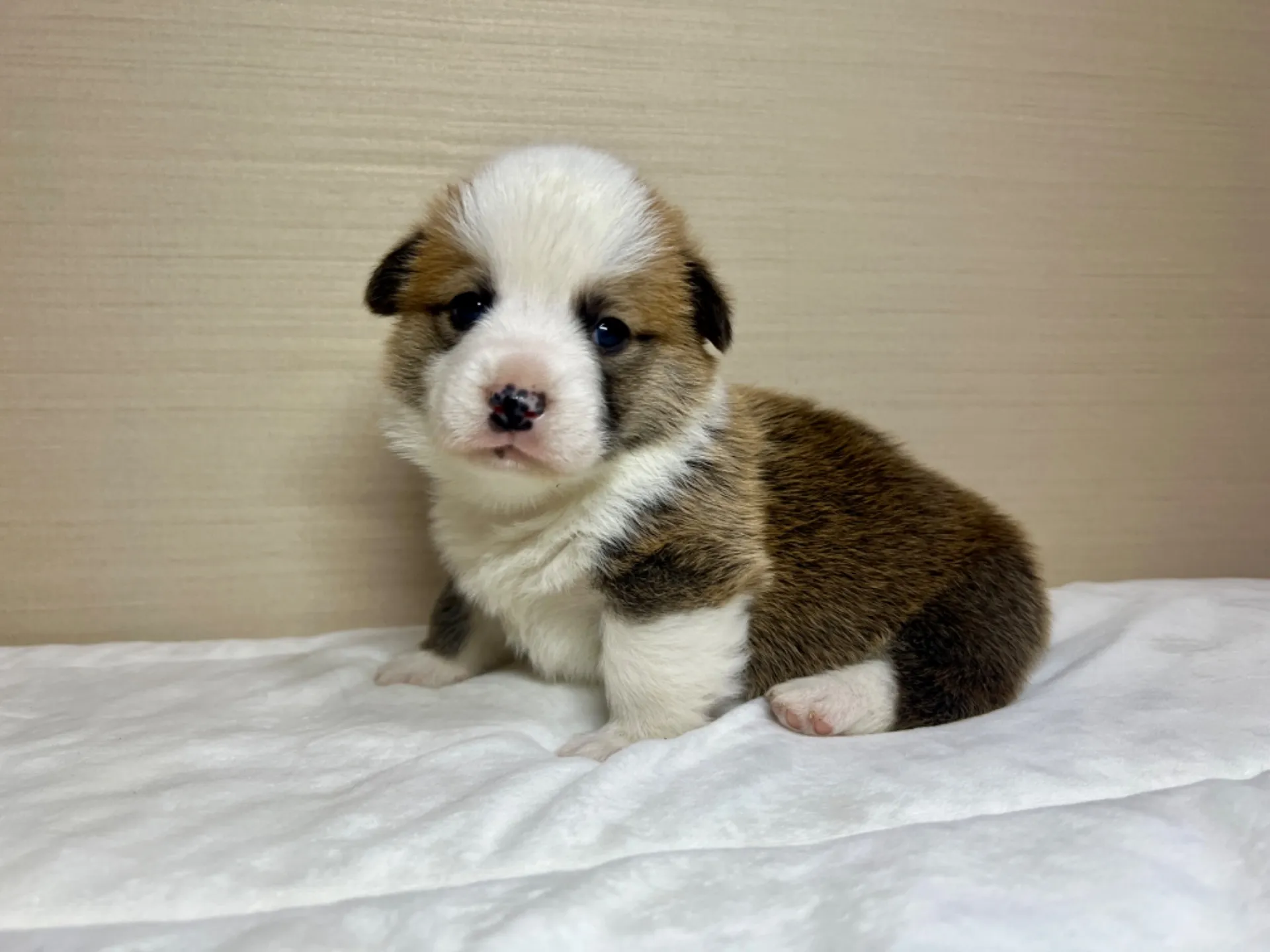 コーギー(1/15生)