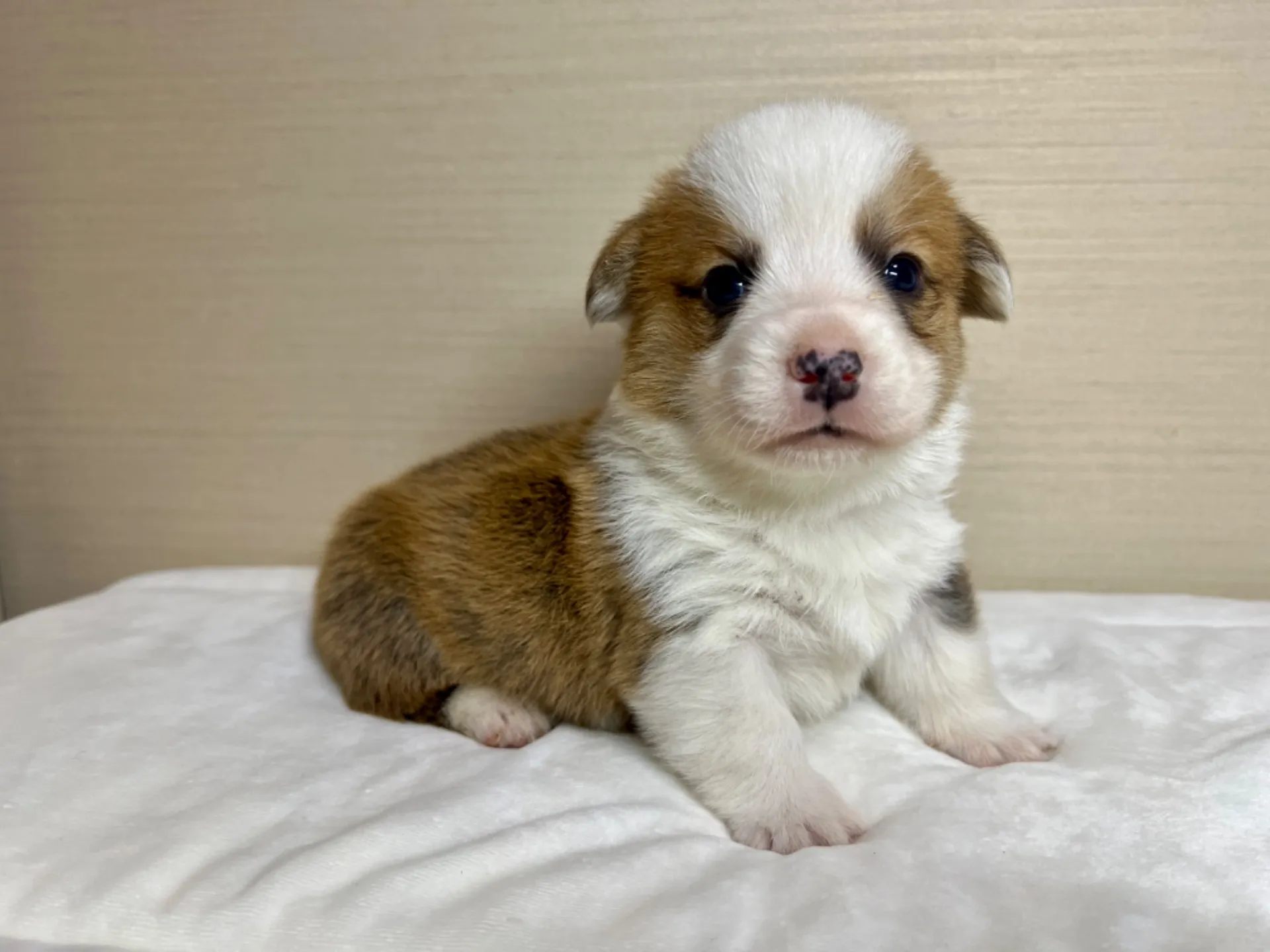 コーギー(1/15生)