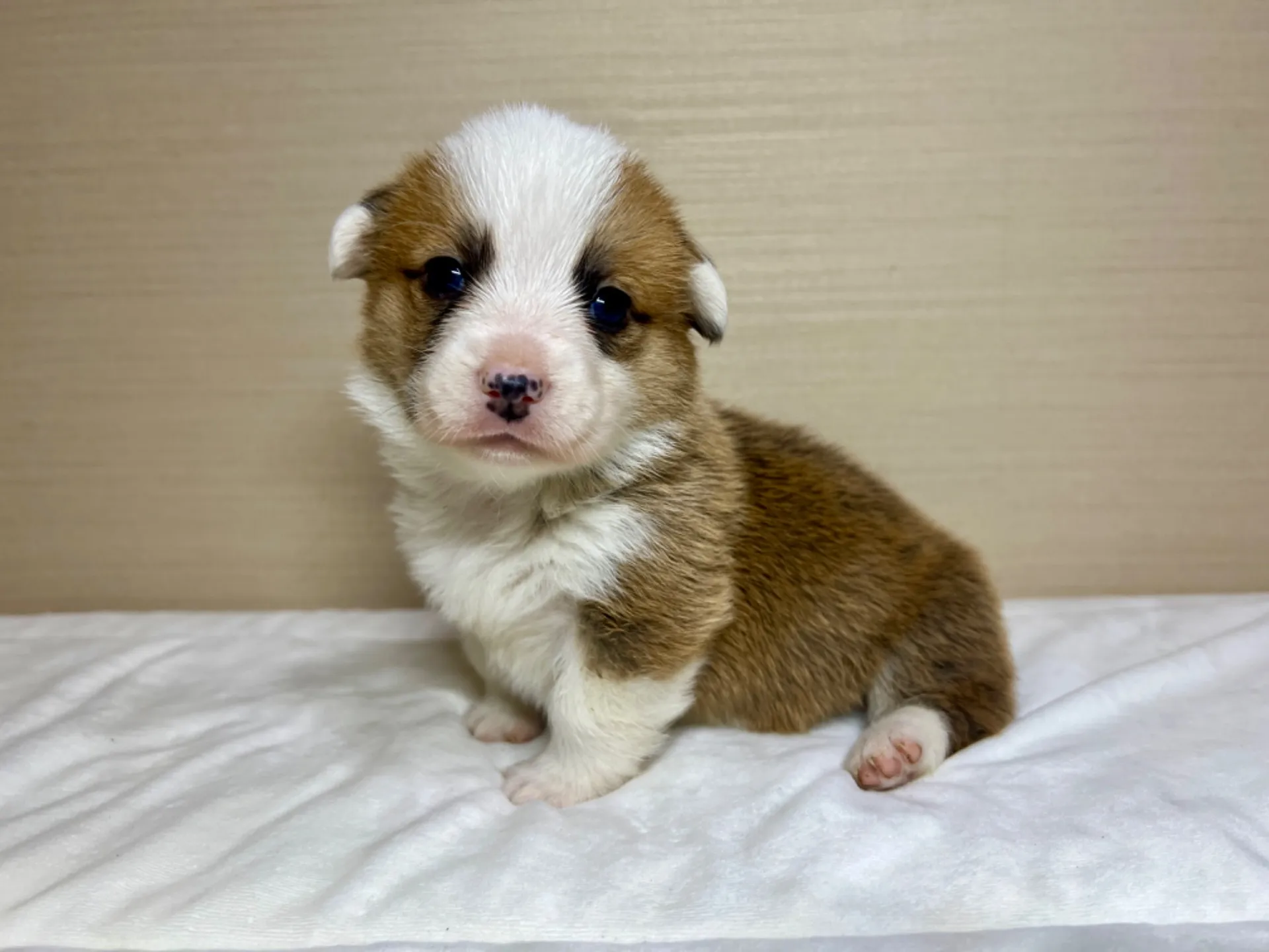 コーギー(1/15生)