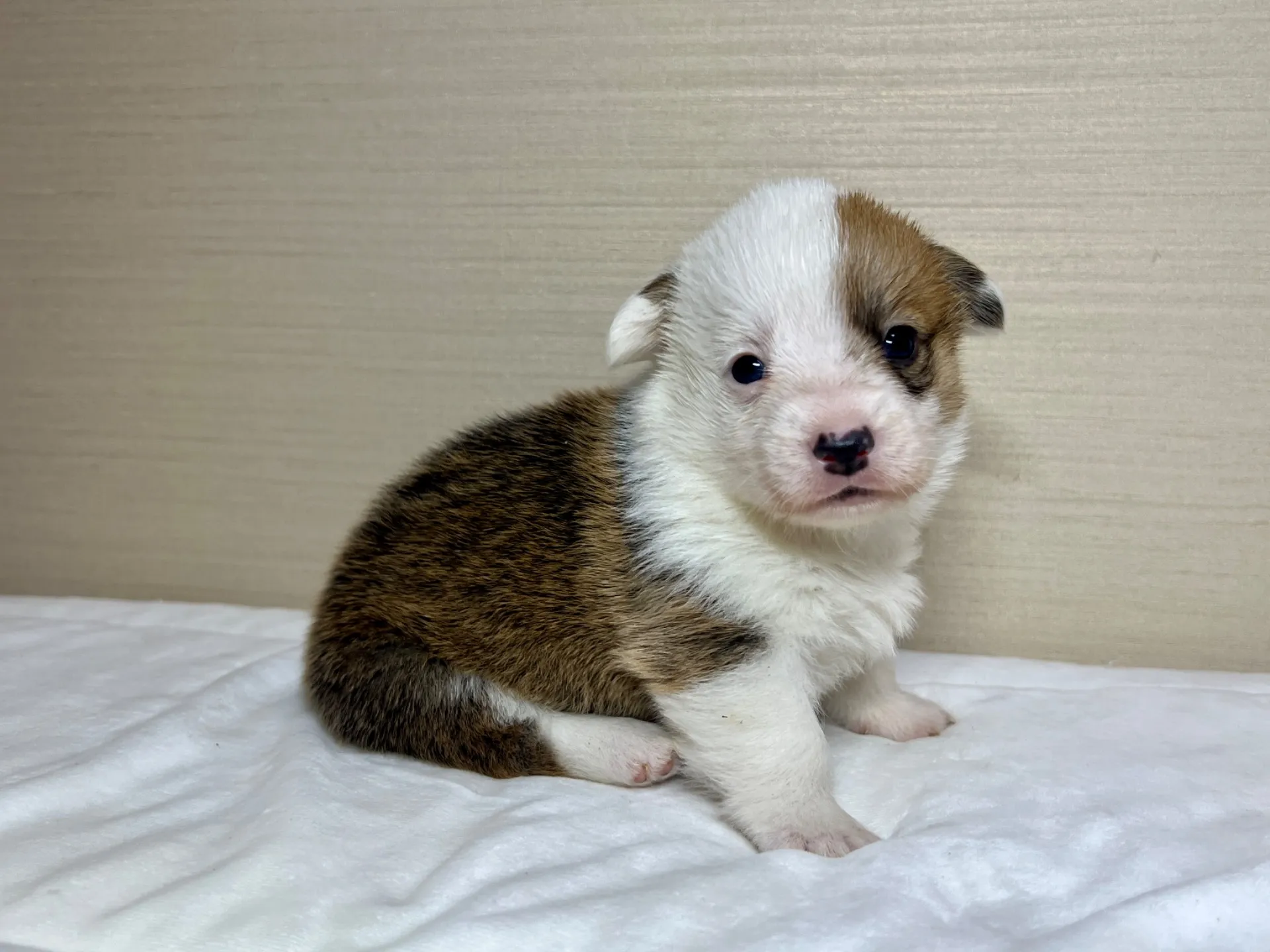 コーギー(1/15生)