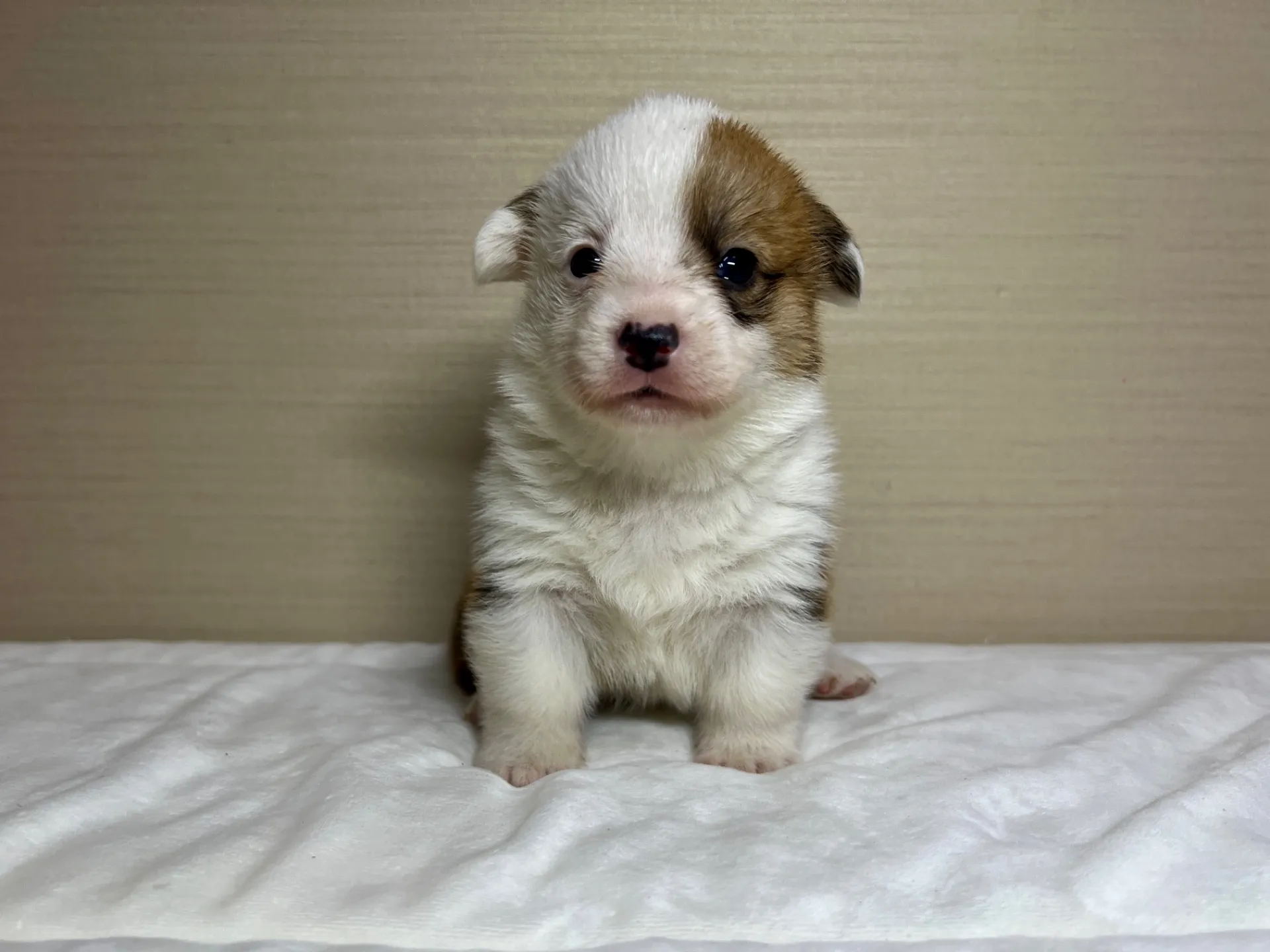 コーギー(1/15生)