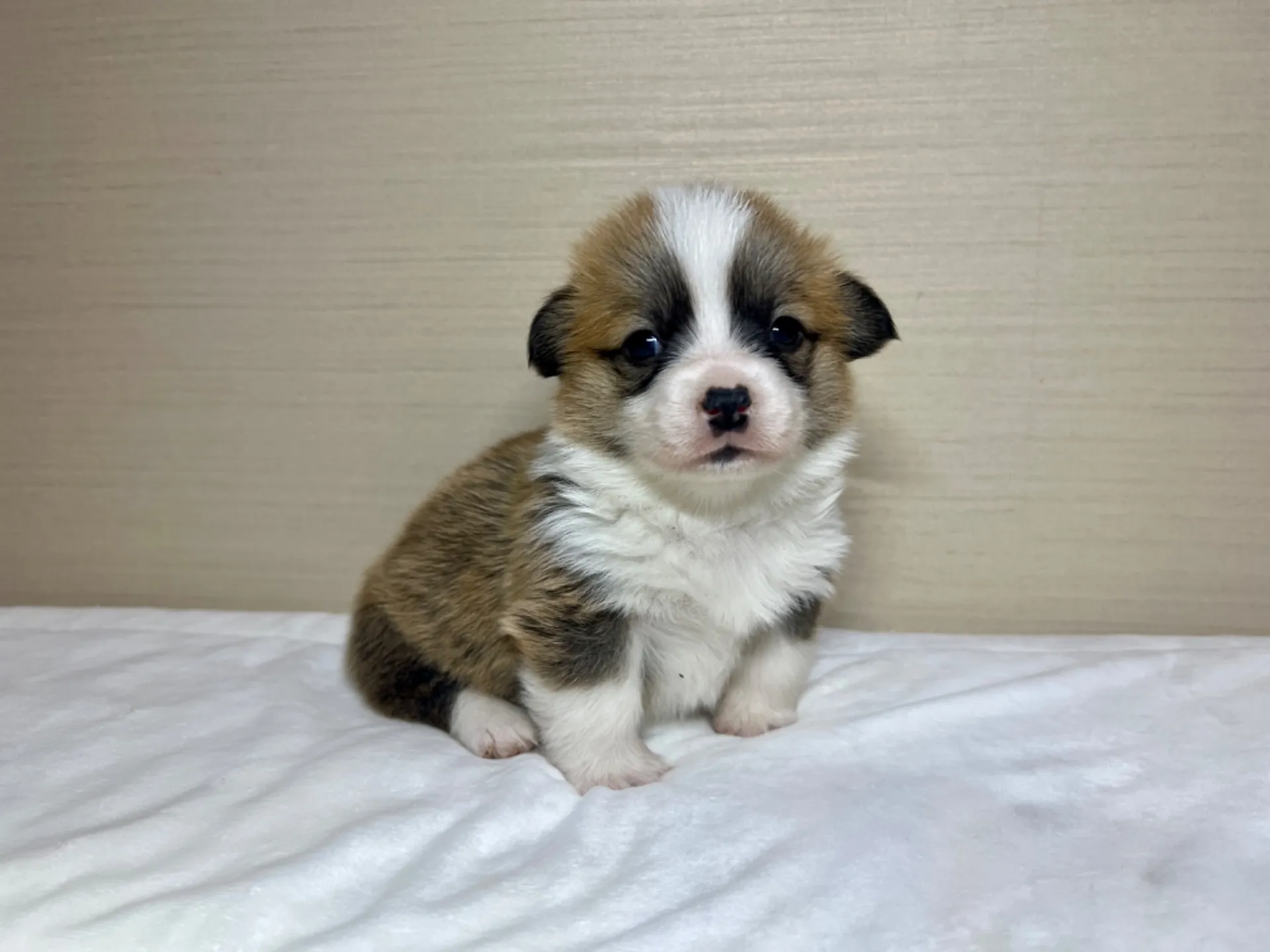 コーギー(1/15生)