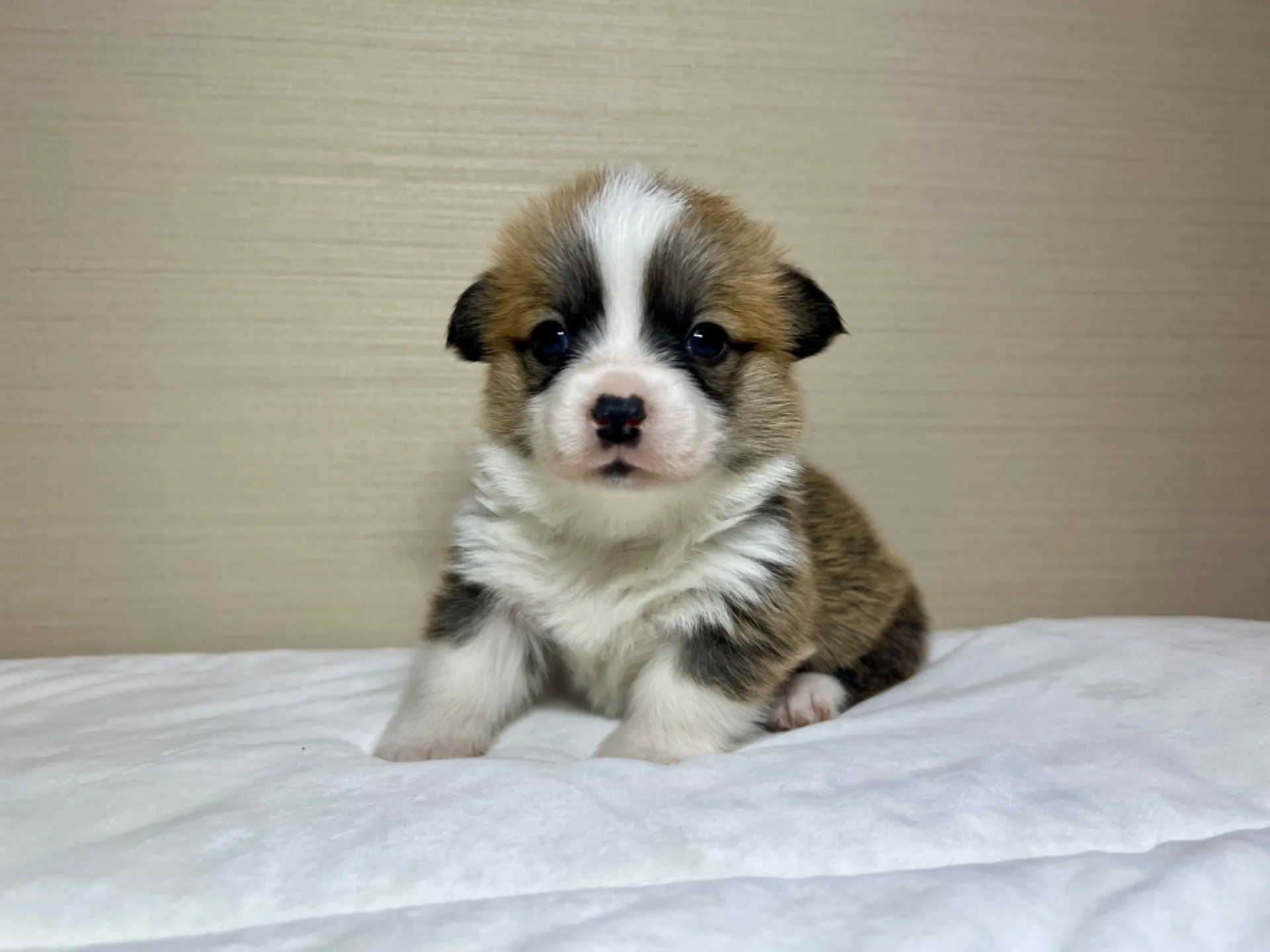 コーギー(1/15生)