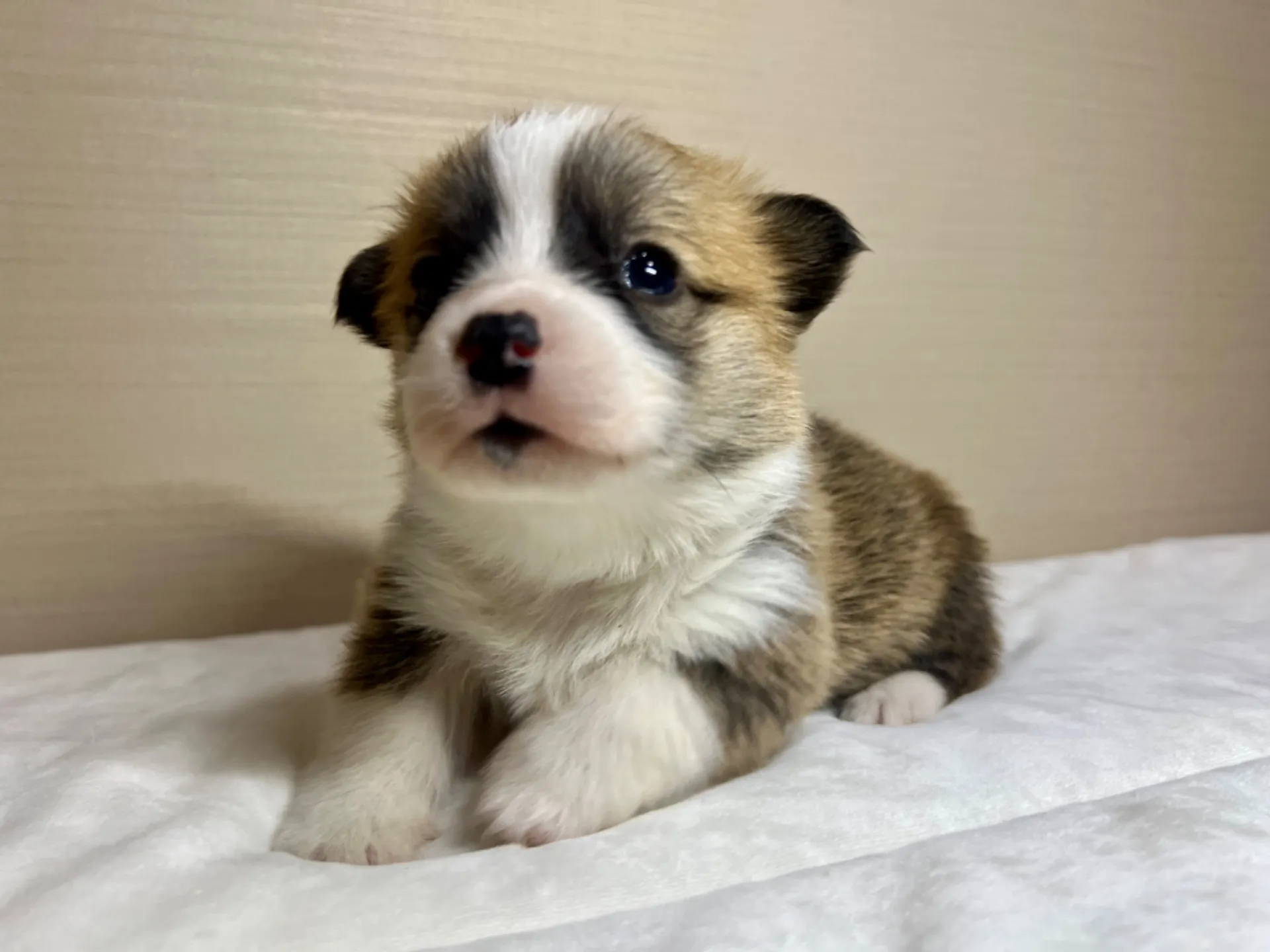 コーギー(1/15生)