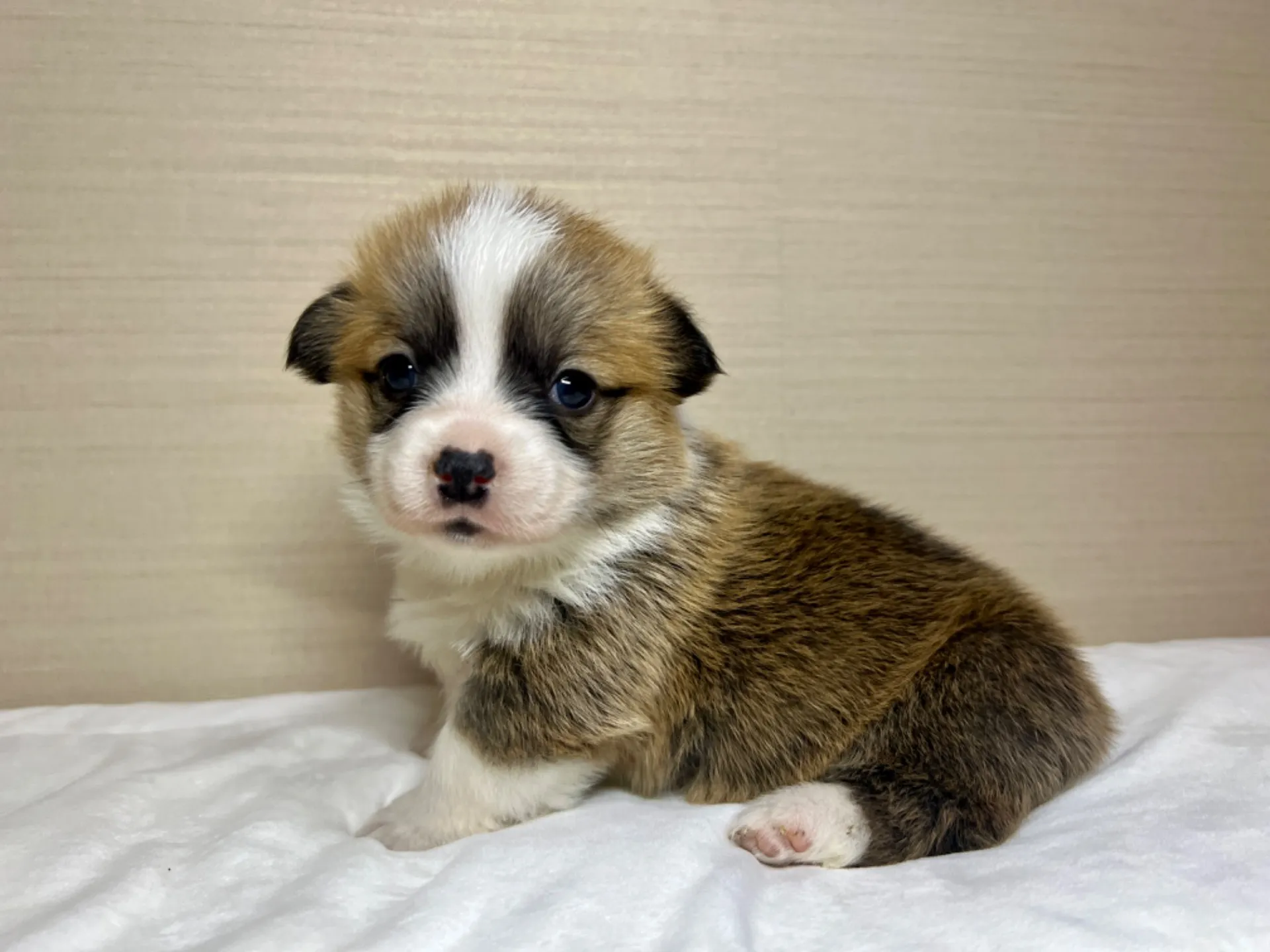 コーギー(1/15生)