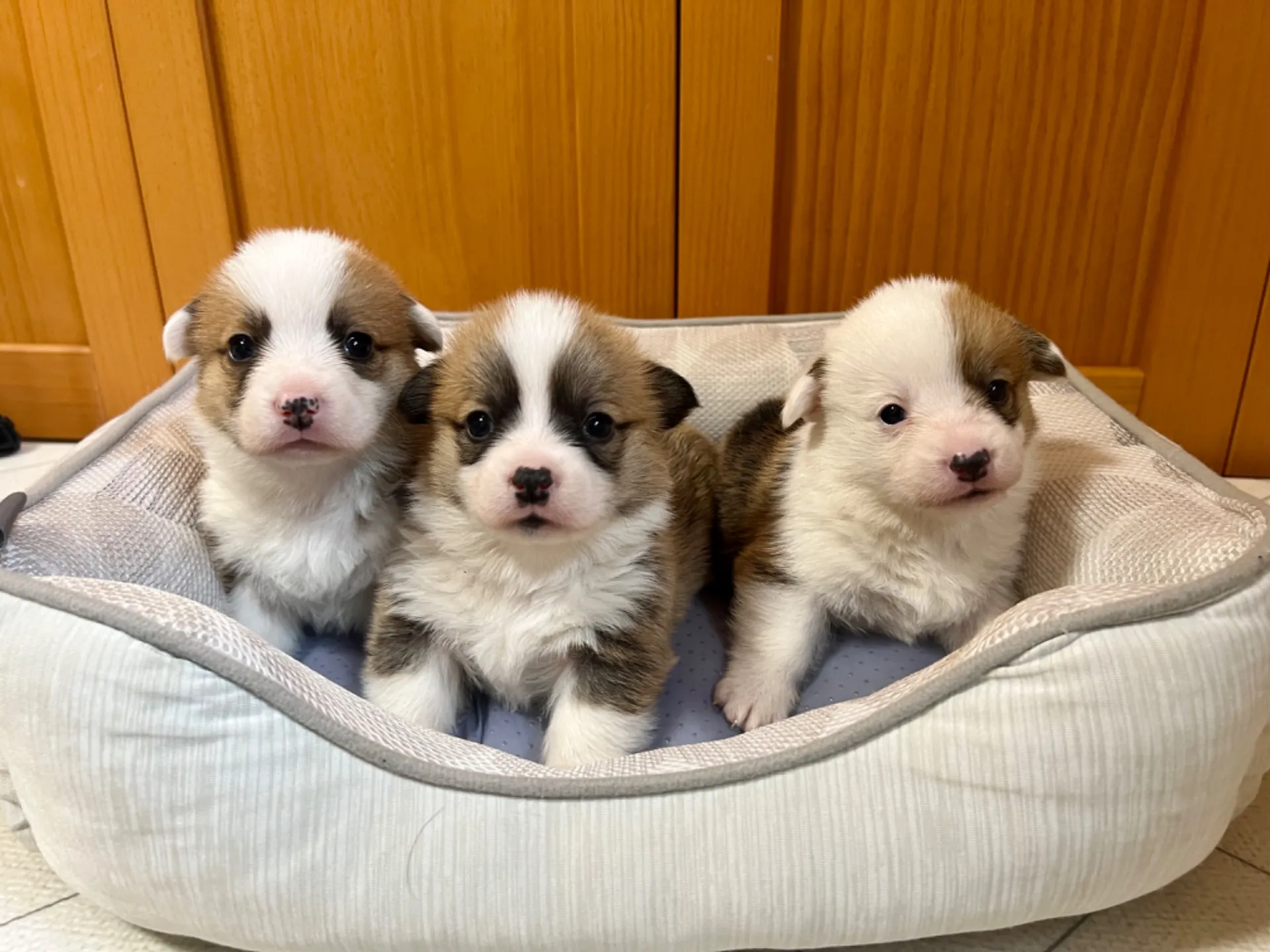 コーギー(1/15生)