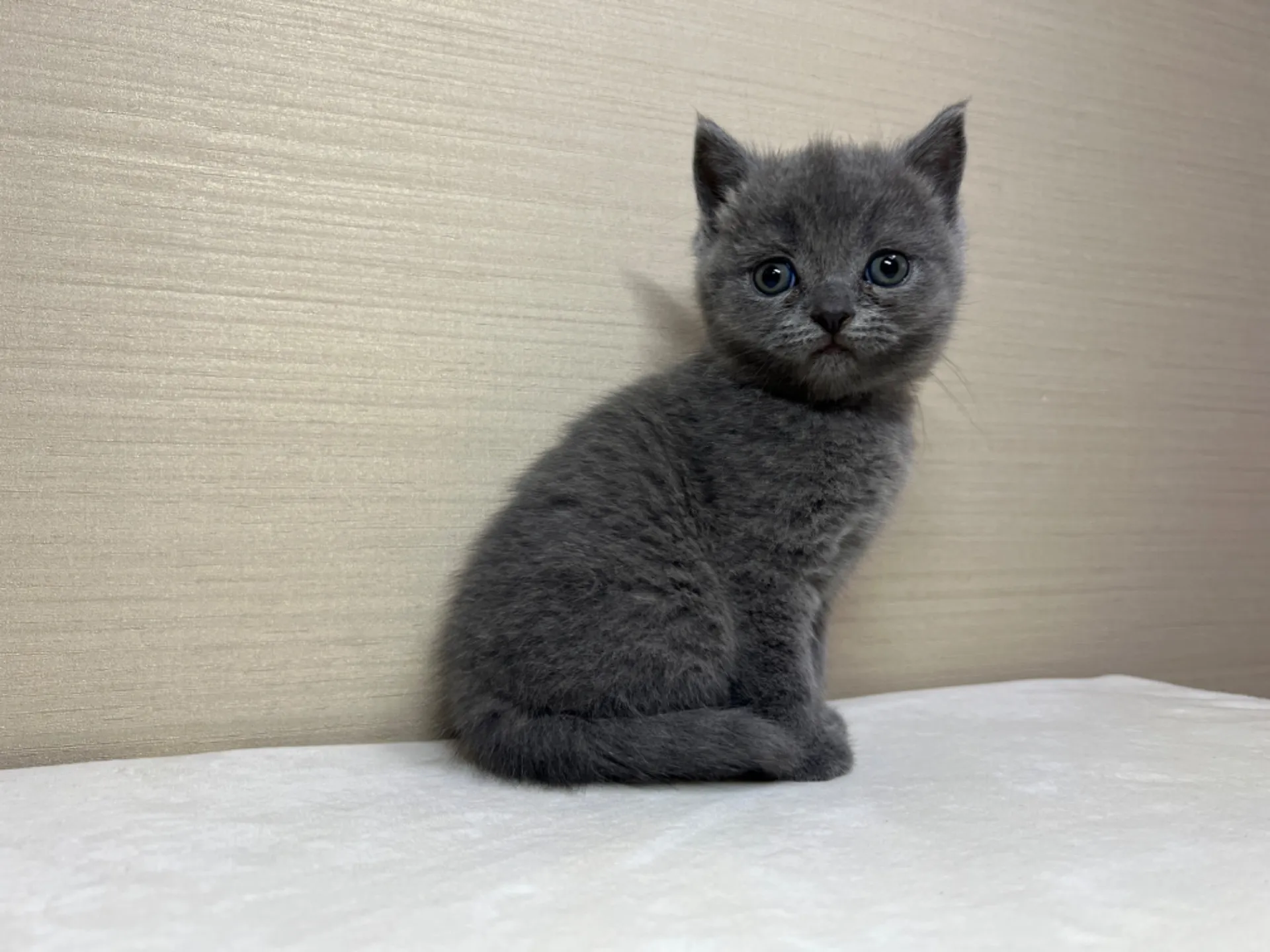 スコティッシュフォールド(1/18生)