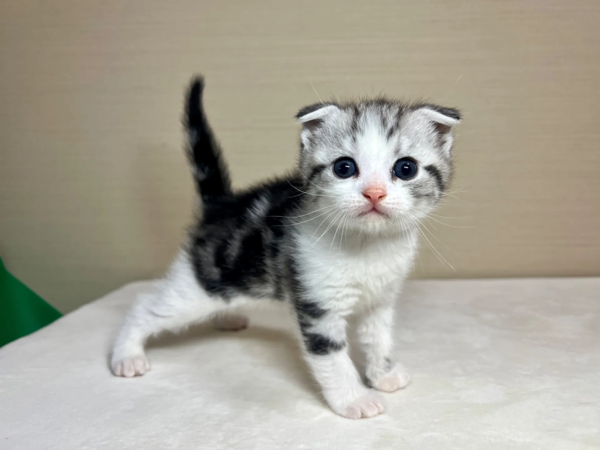 スコティッシュフォールド(2/16生)