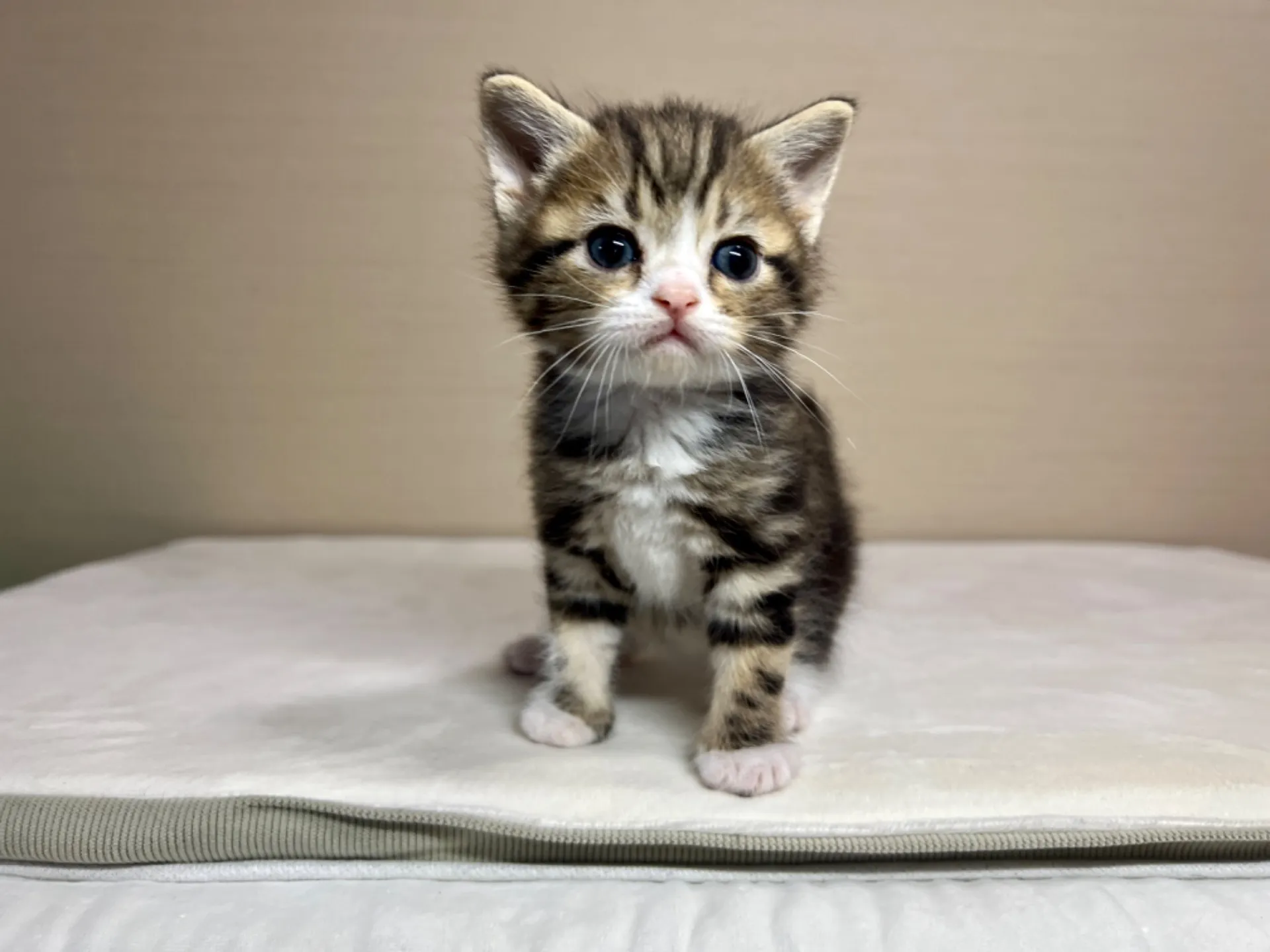 スコティッシュフォールド(2/16生)