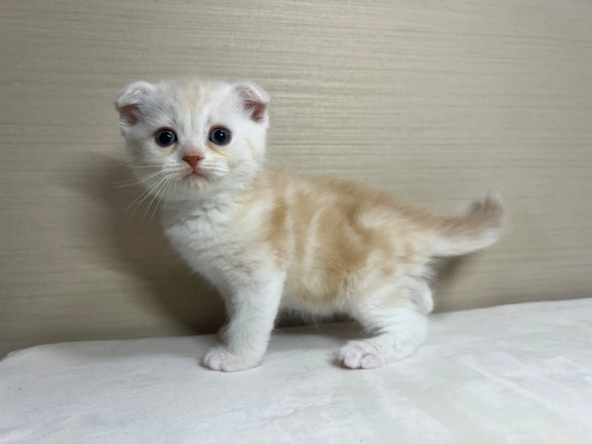 スコティッシュフォールド(3/1生)