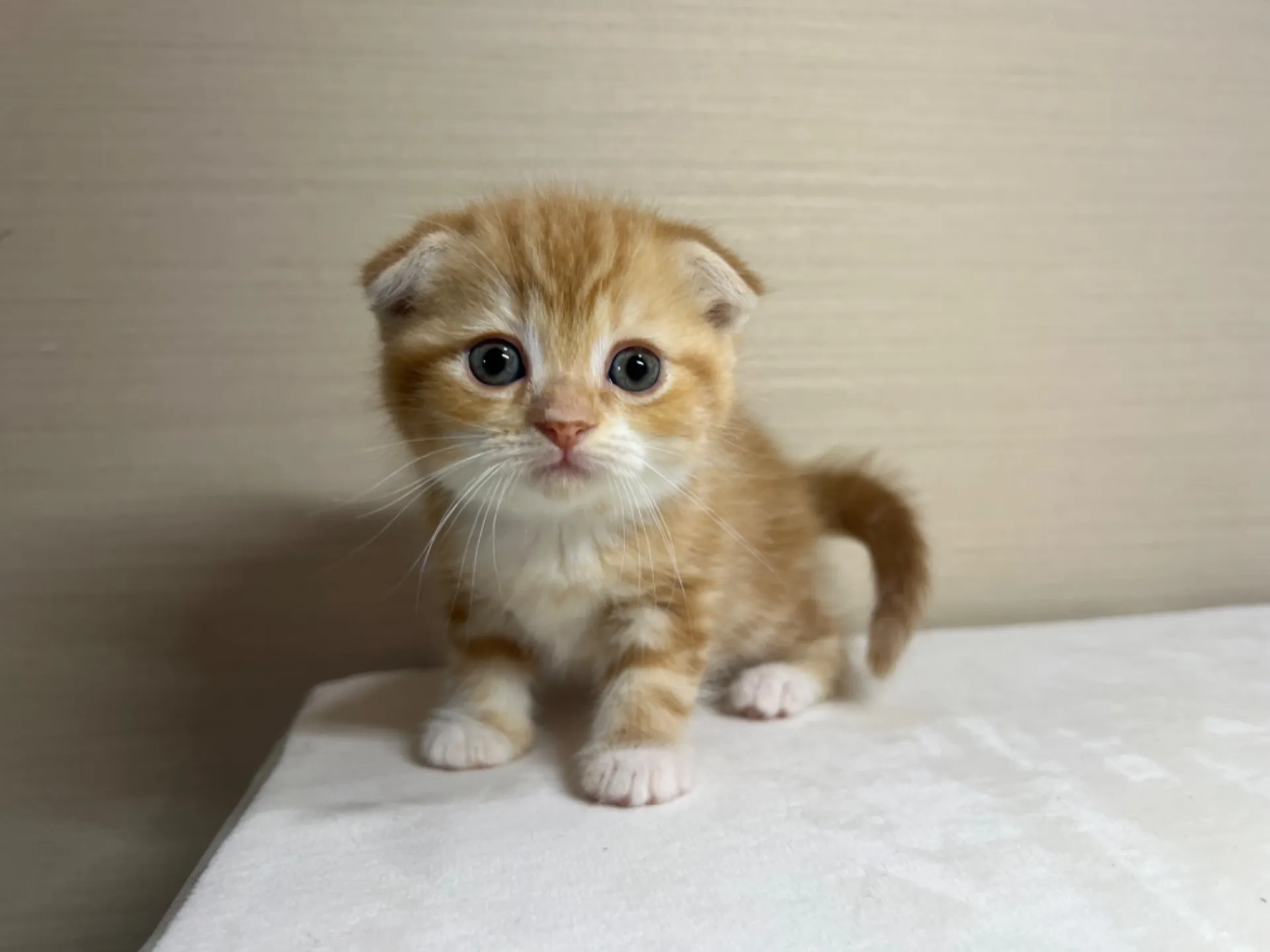 スコティッシュフォールド(3/1生)