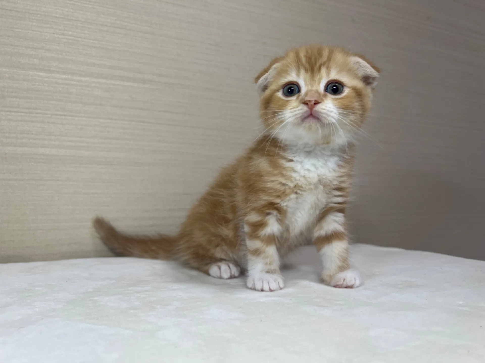 スコティッシュフォールド(3/1生)