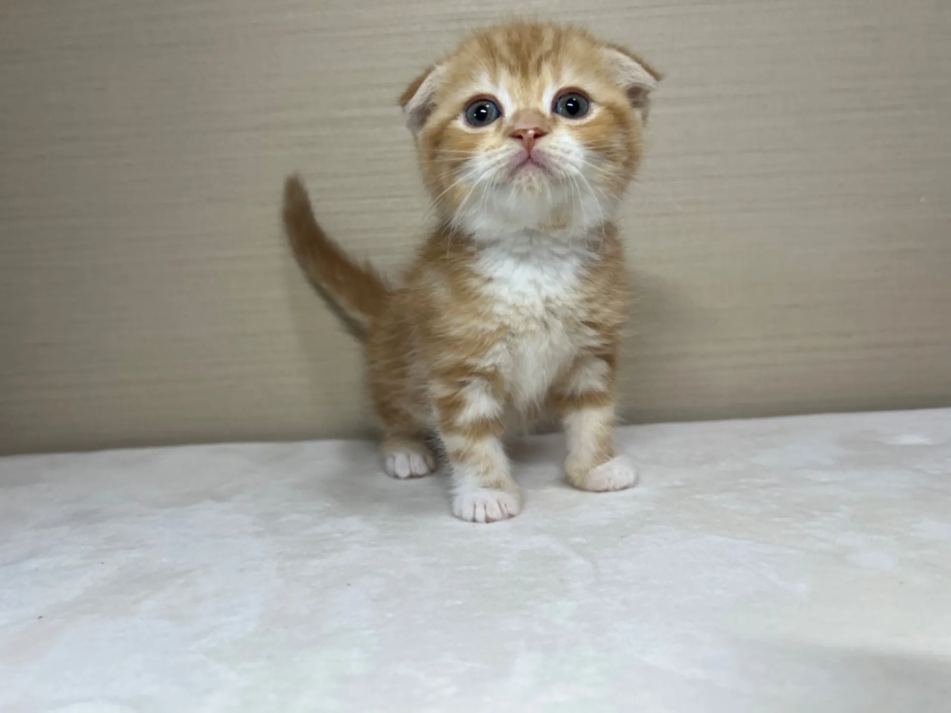 スコティッシュフォールド(3/1生)