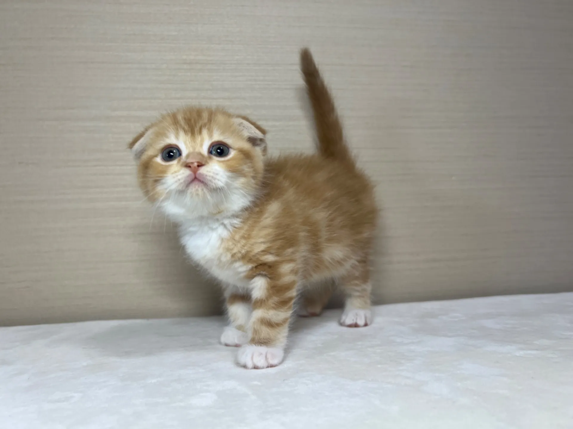 スコティッシュフォールド(3/1生)