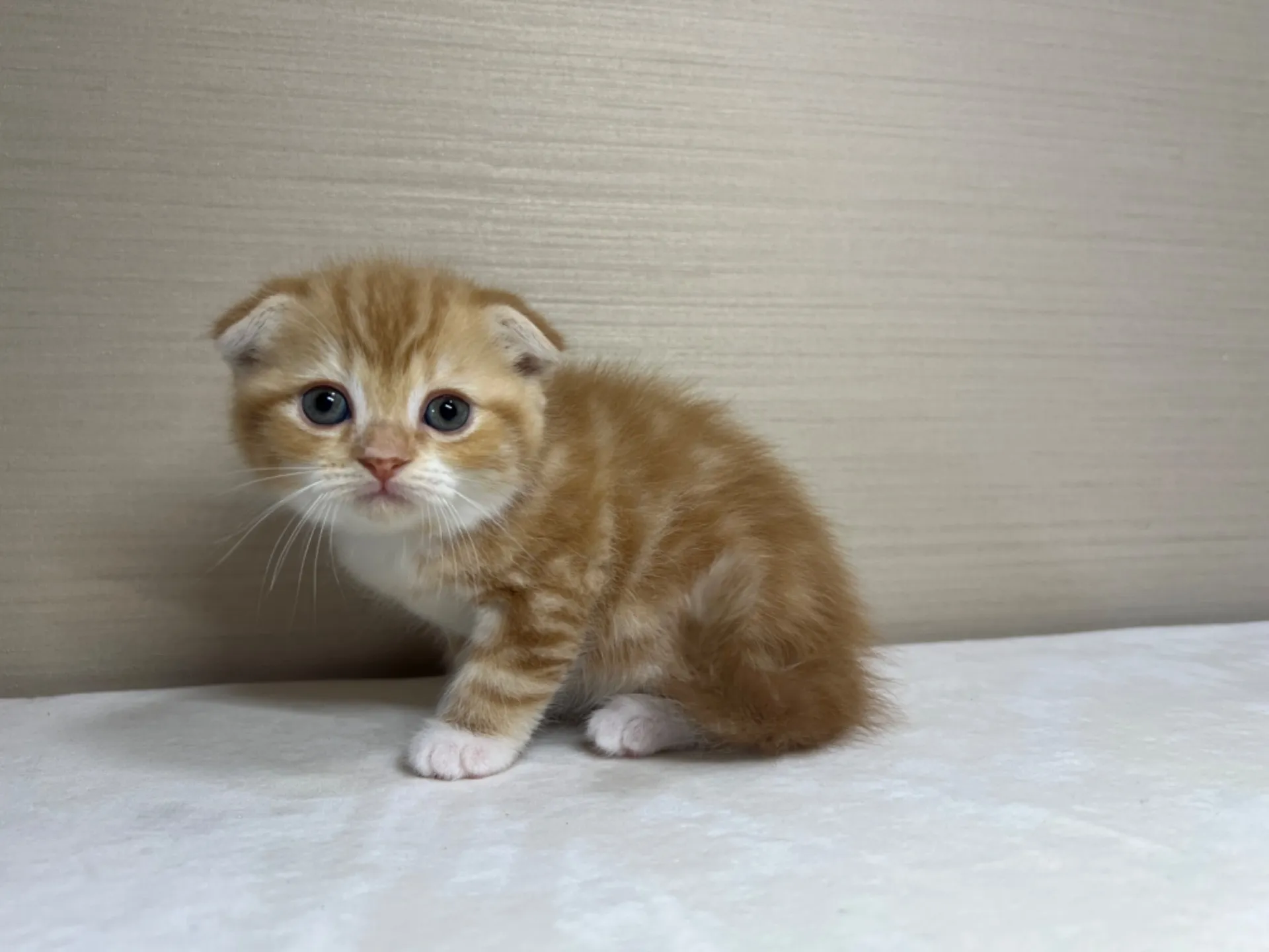 スコティッシュフォールド(3/1生)