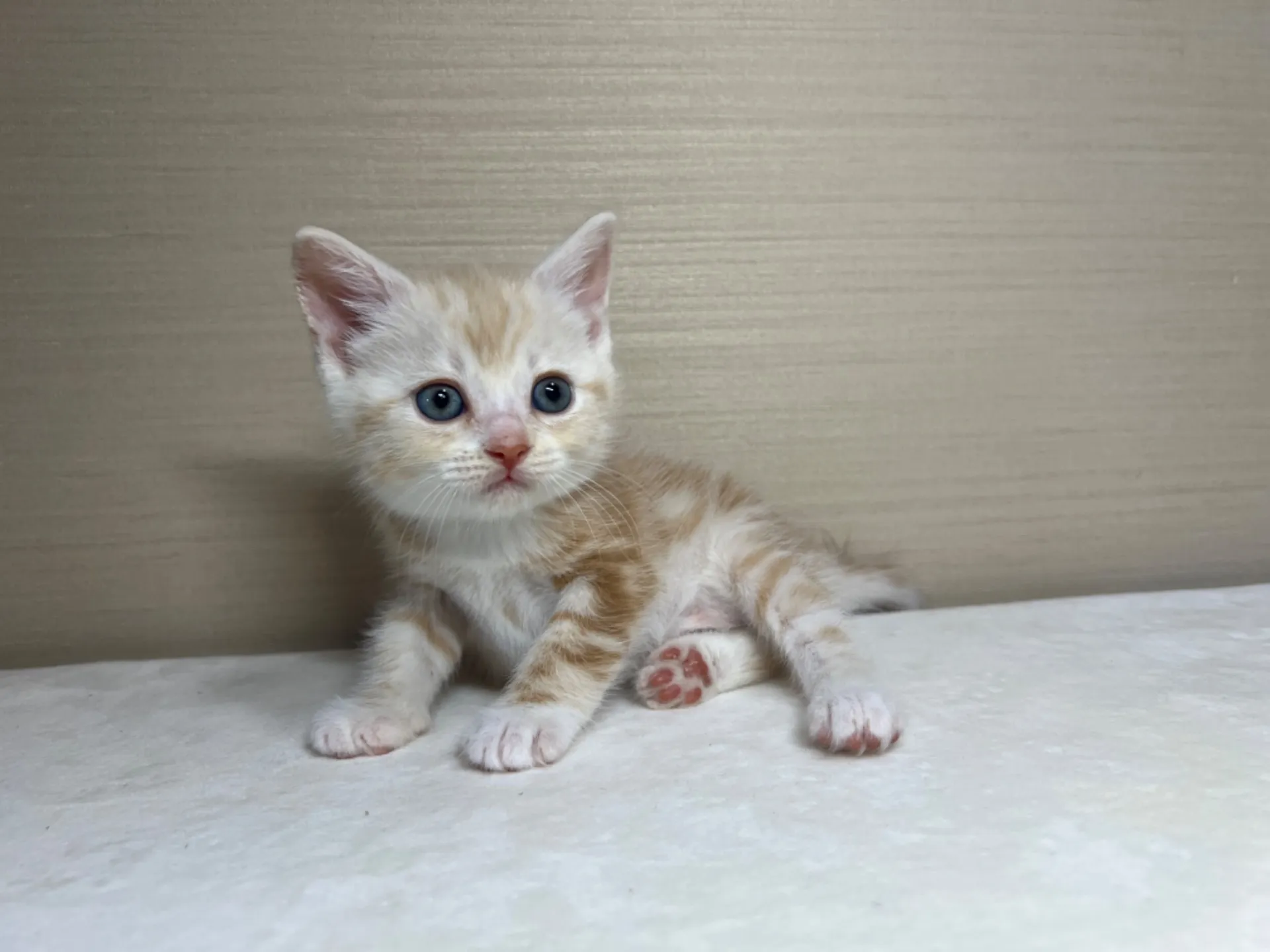 スコティッシュフォールド(3/1生)