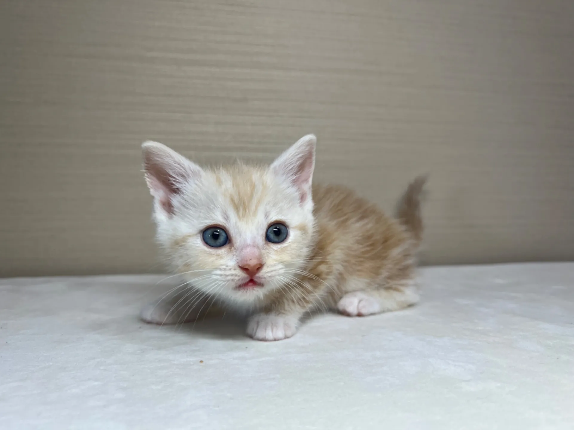 スコティッシュフォールド(3/1生)