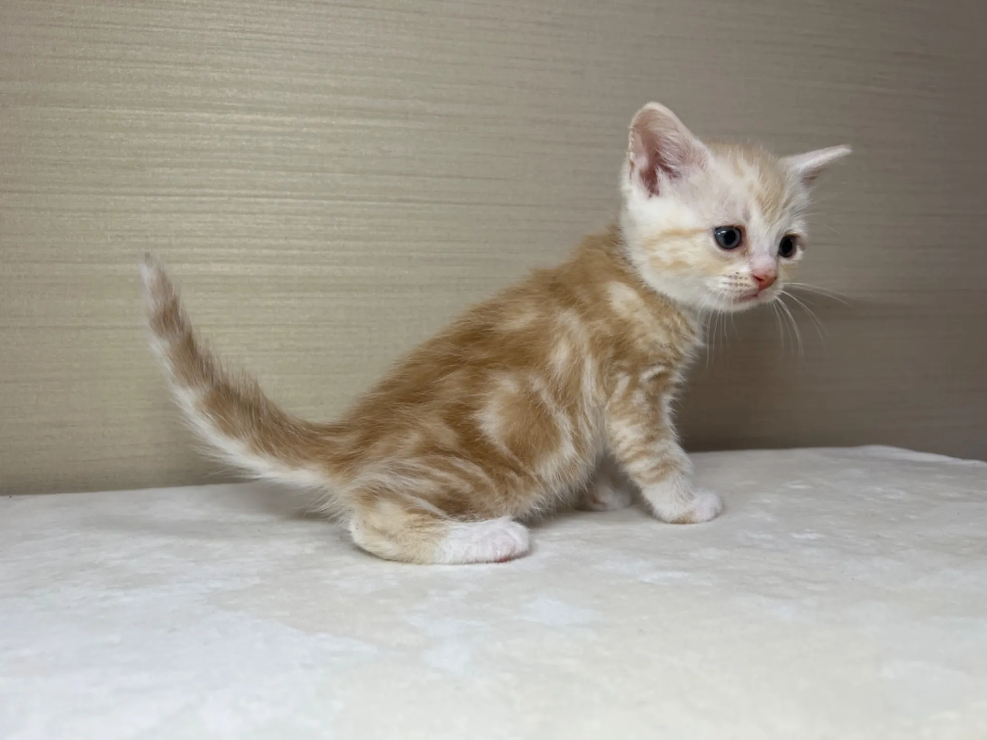 スコティッシュフォールド(3/1生)