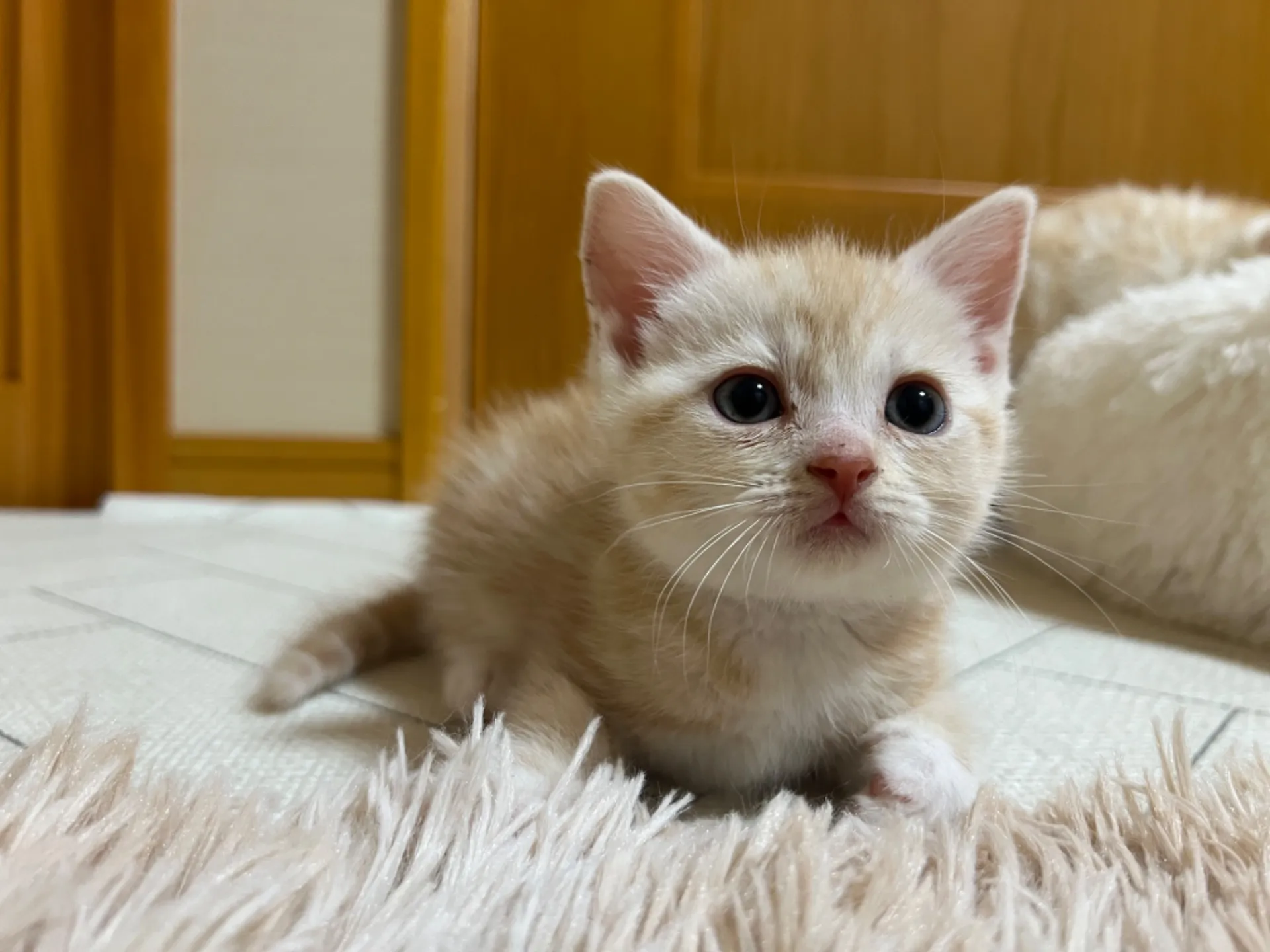 スコティッシュフォールド(3/1生)