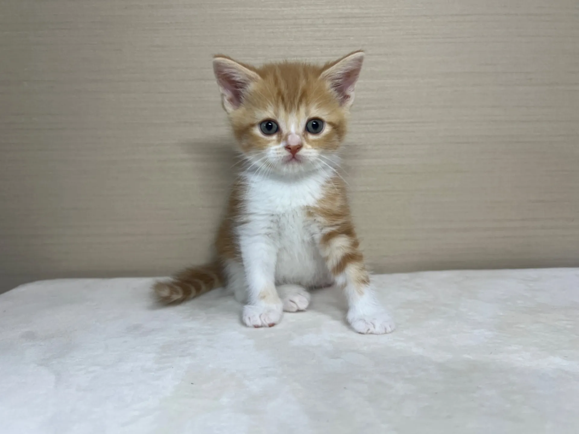 スコティッシュフォールド(3/1生)